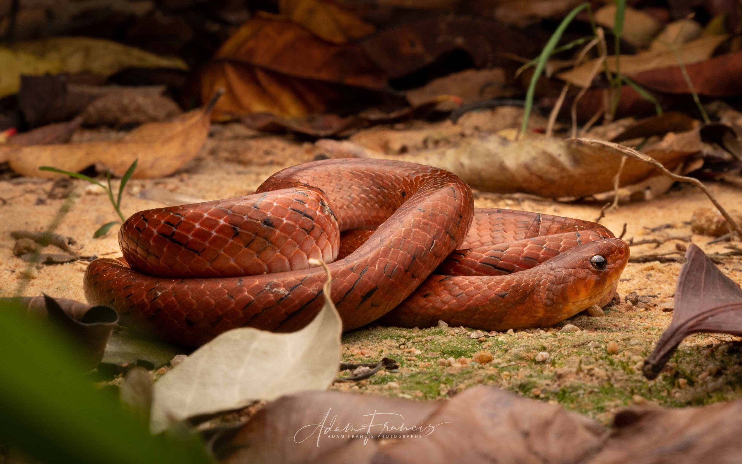 Small-Banded Kukri - Oligodon fasciolatus