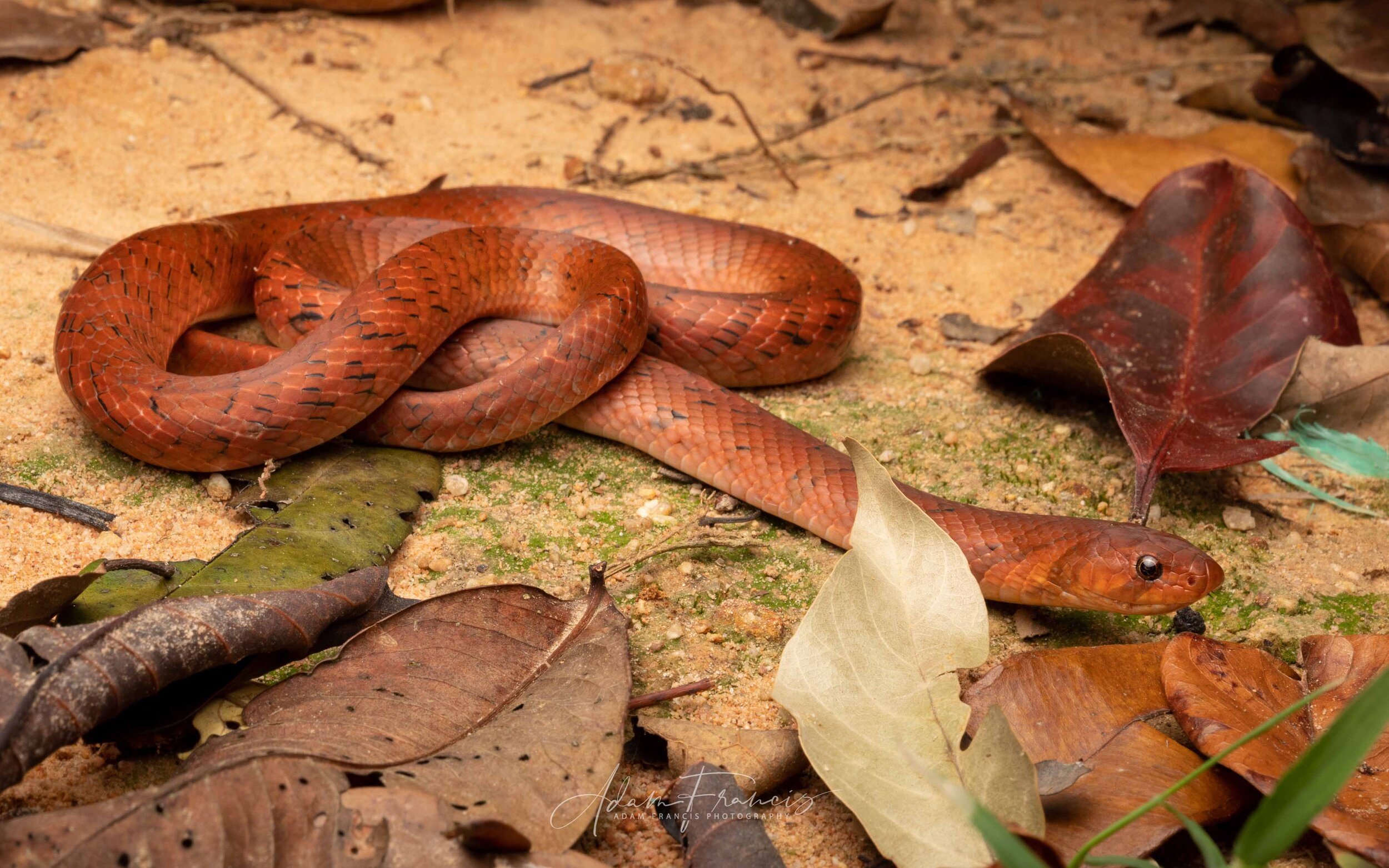 Small-Banded Kukri - Oligodon fasciolatus