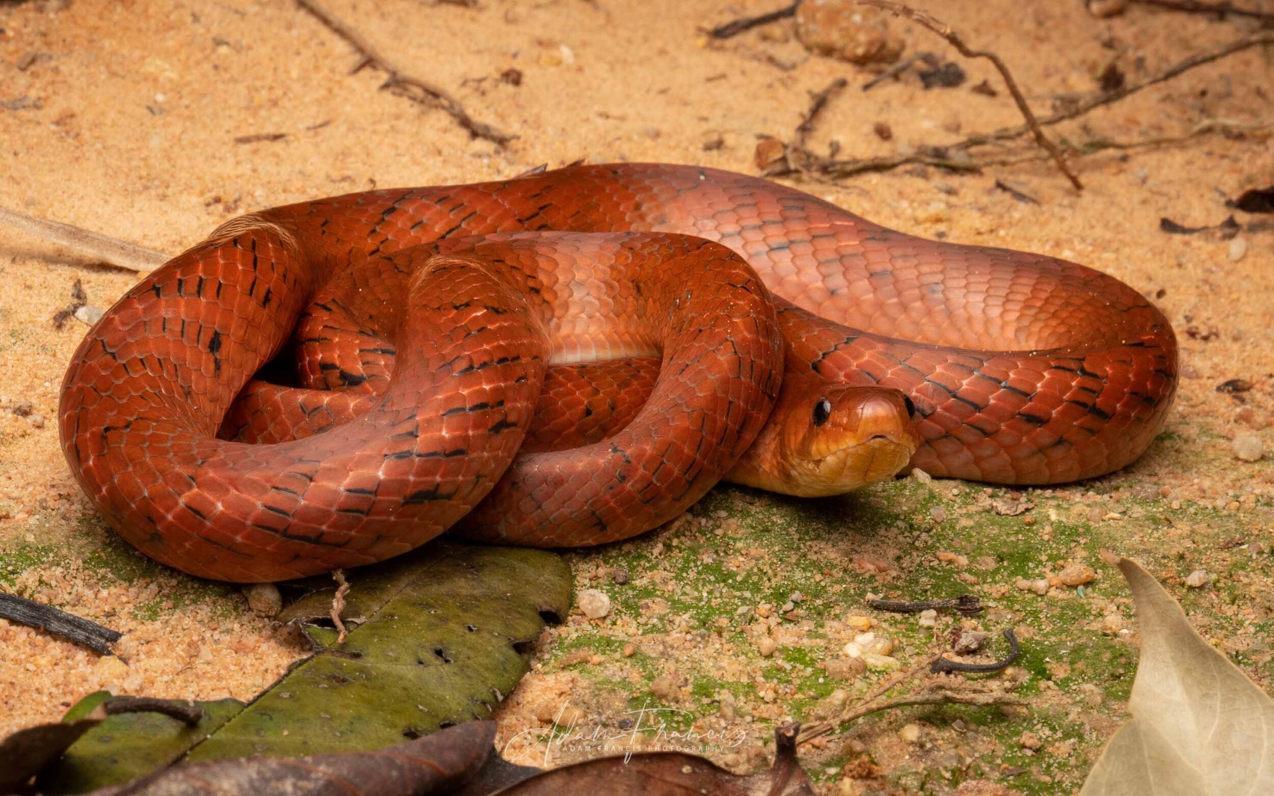 Small-Banded Kukri - Oligodon fasciolatus