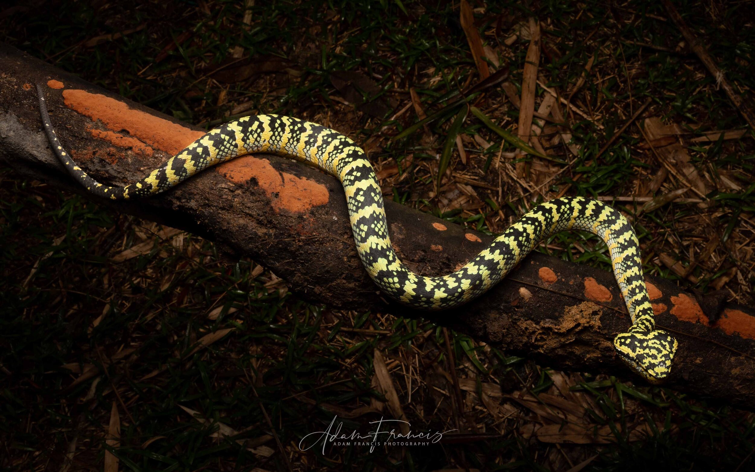 Wagler's Pit Viper - Tropidolaemus wagleri