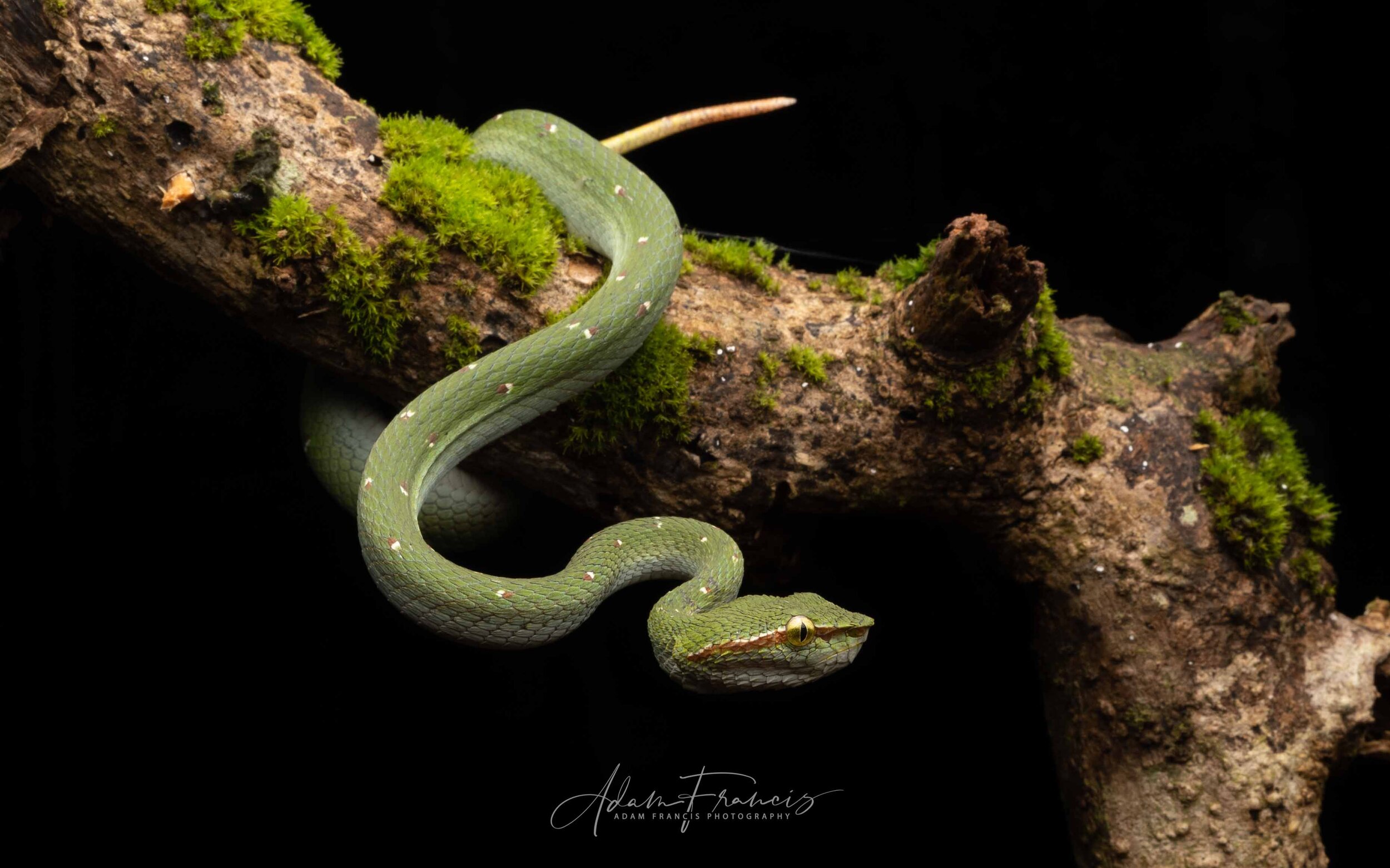 Wagler's Pit Viper - Tropidolaemus wagleri