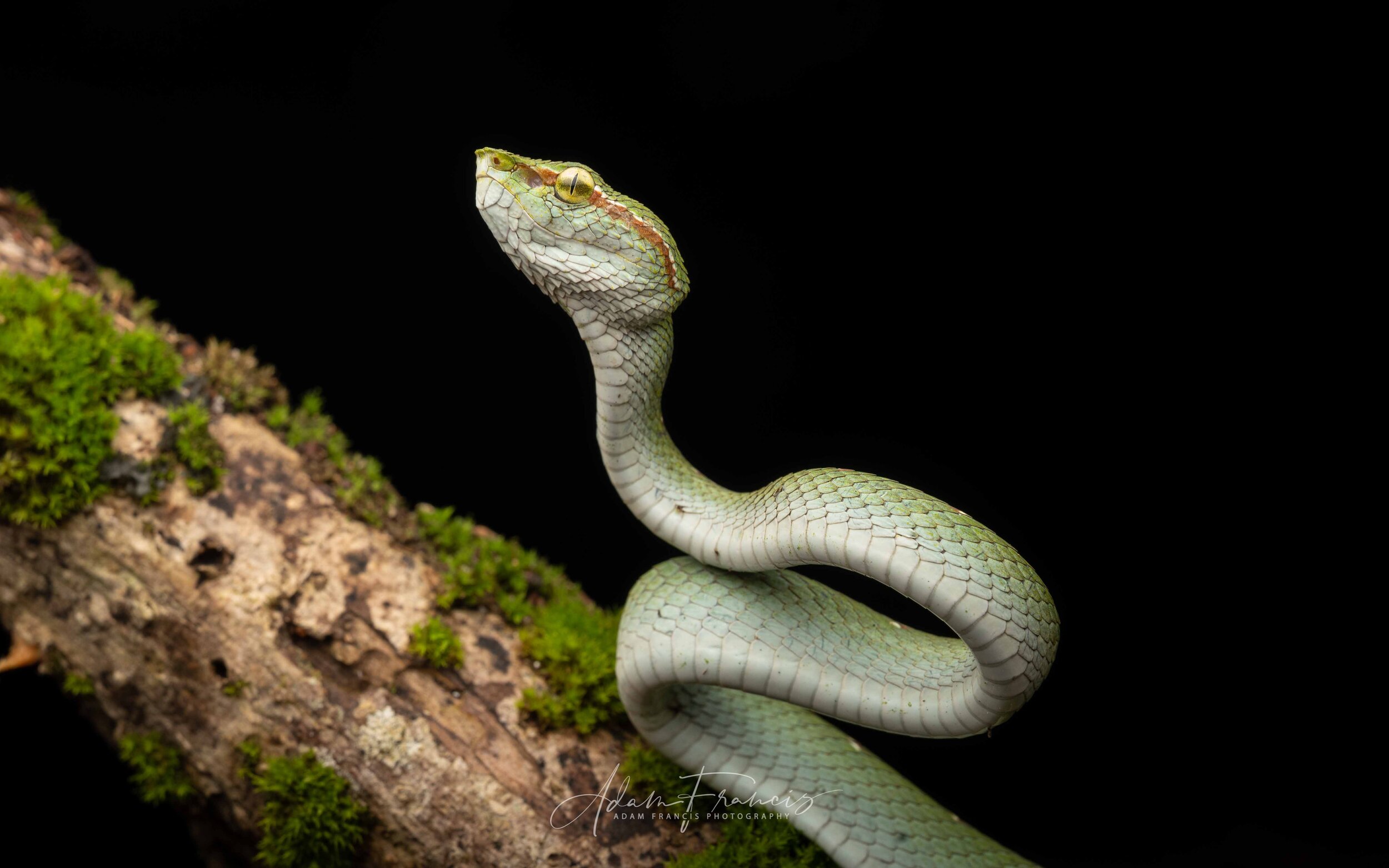 Wagler's Pit Viper - Tropidolaemus wagleri