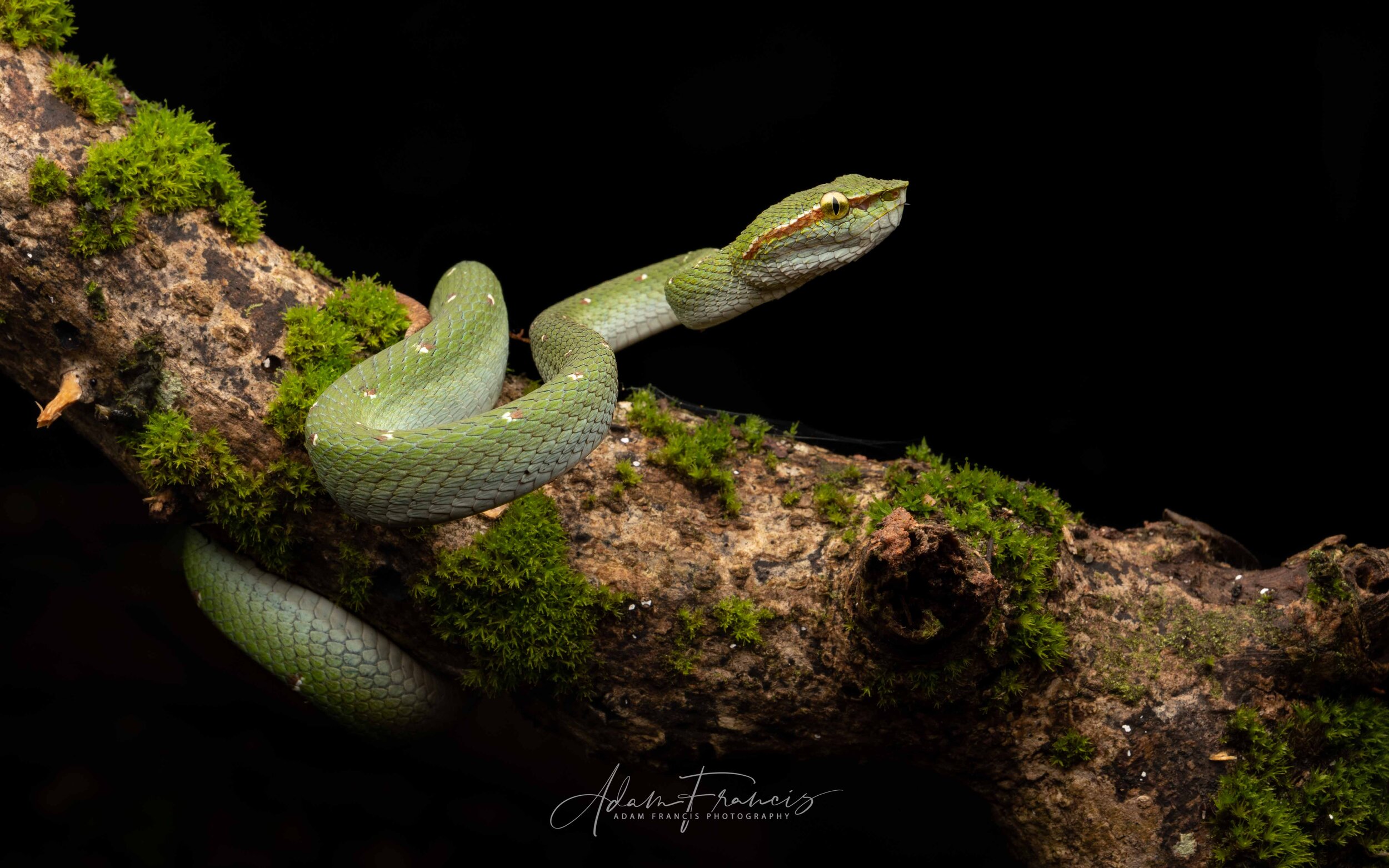 Wagler's Pit Viper - Tropidolaemus wagleri