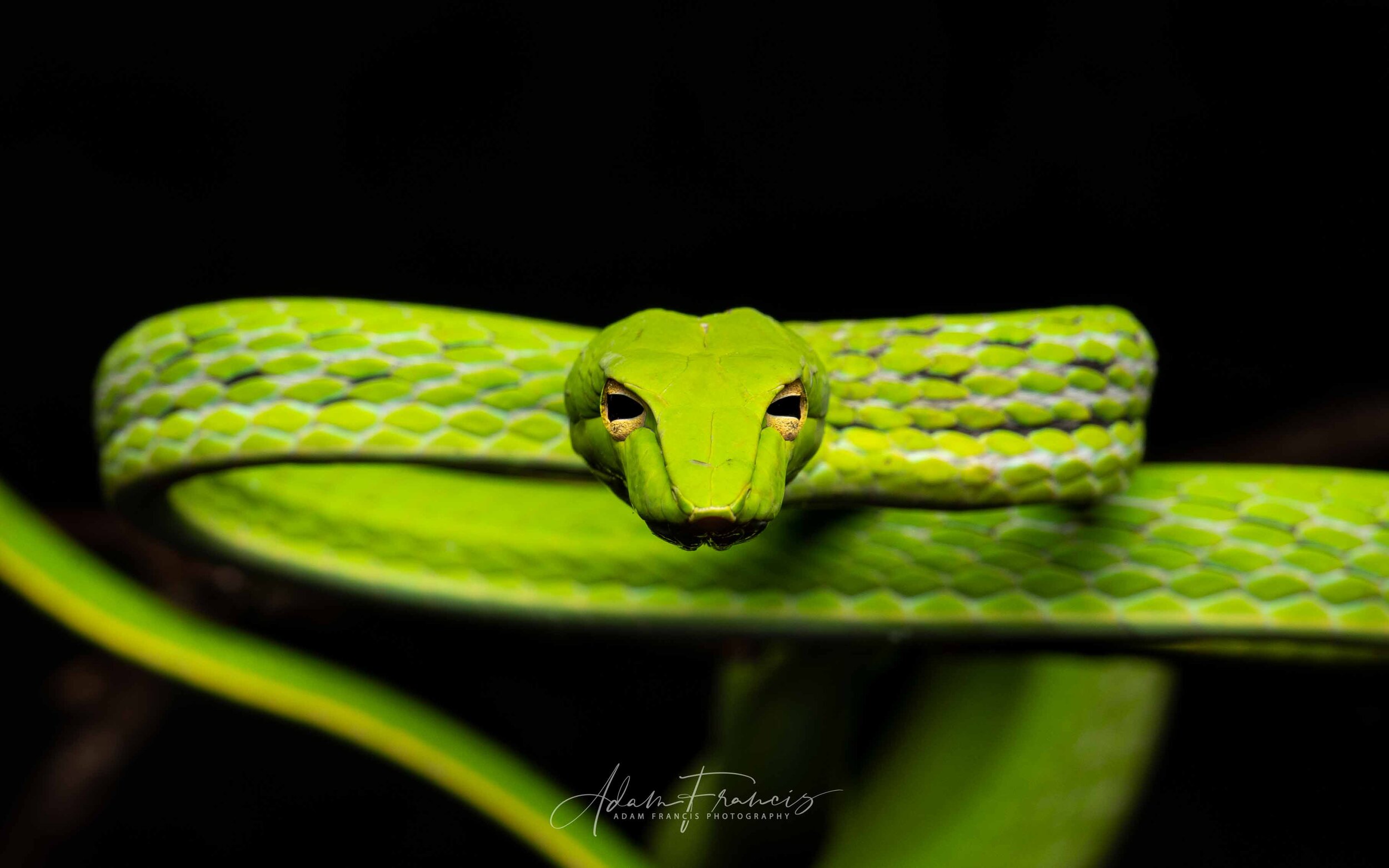 Asian Vine Snake - Ahaetulla prasina