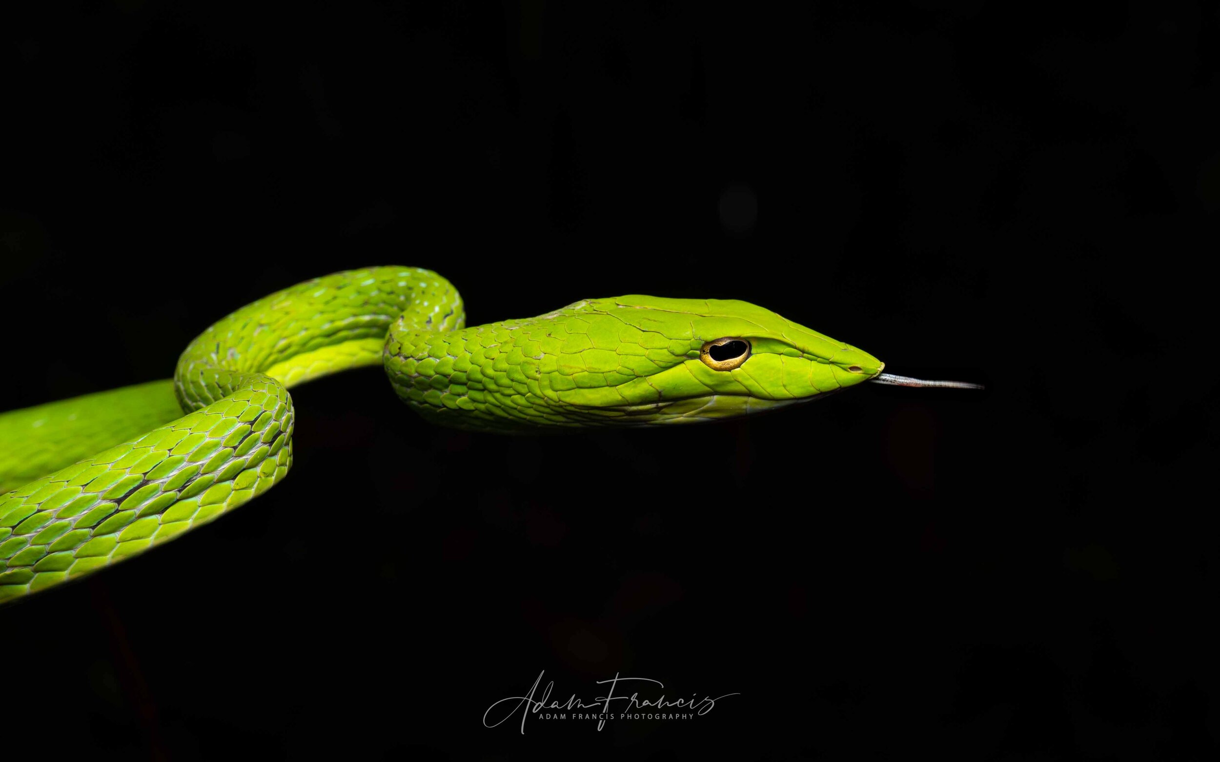 Asian Vine Snake - Ahaetulla prasina