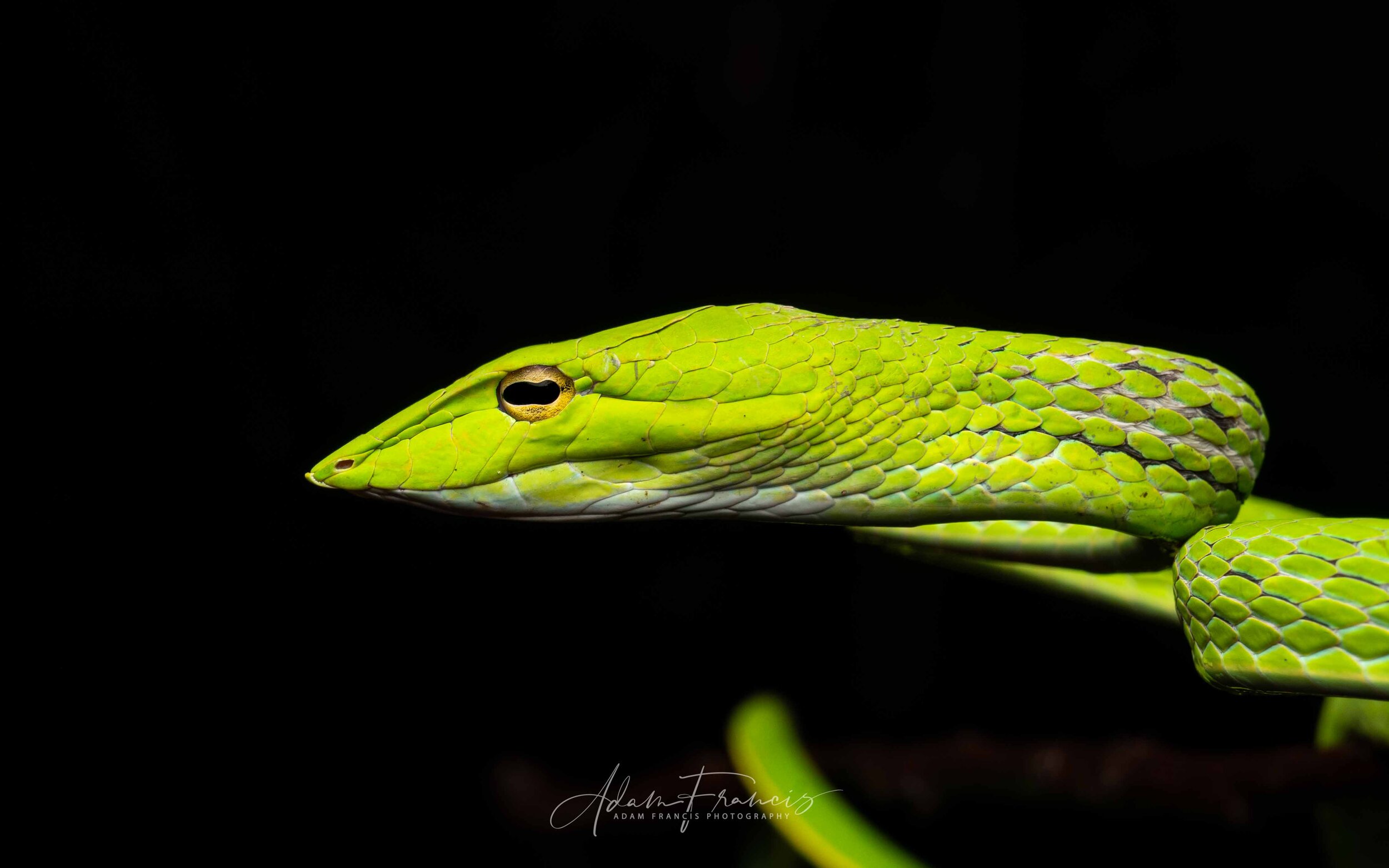 Asian Vine Snake - Ahaetulla prasina