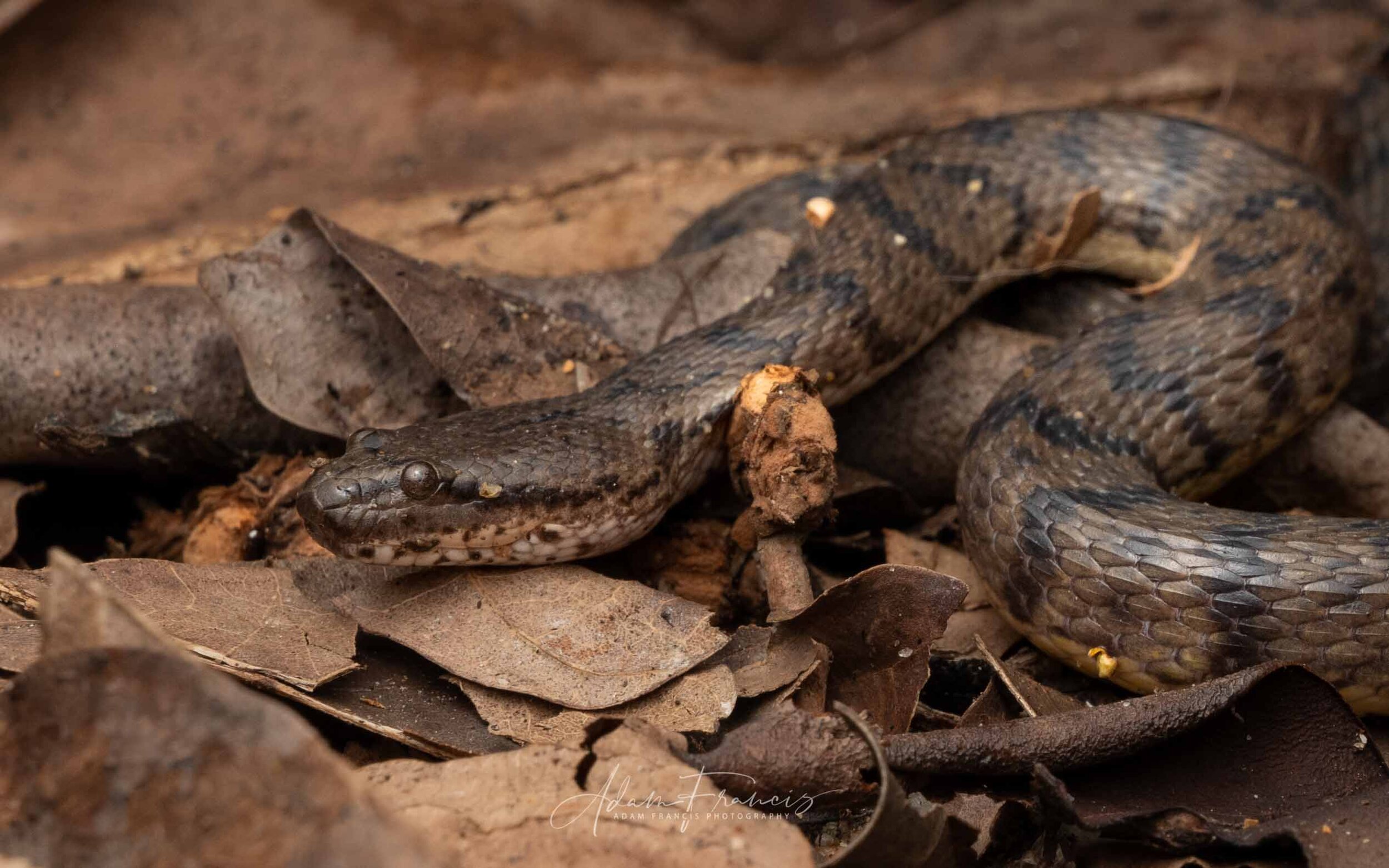 Dog-faced Water Snake - Cerberus rynchops