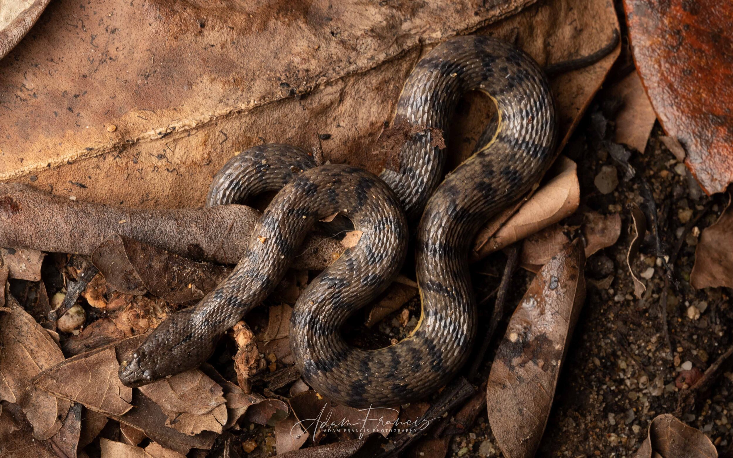 Dog-faced Water Snake - Cerberus rynchops