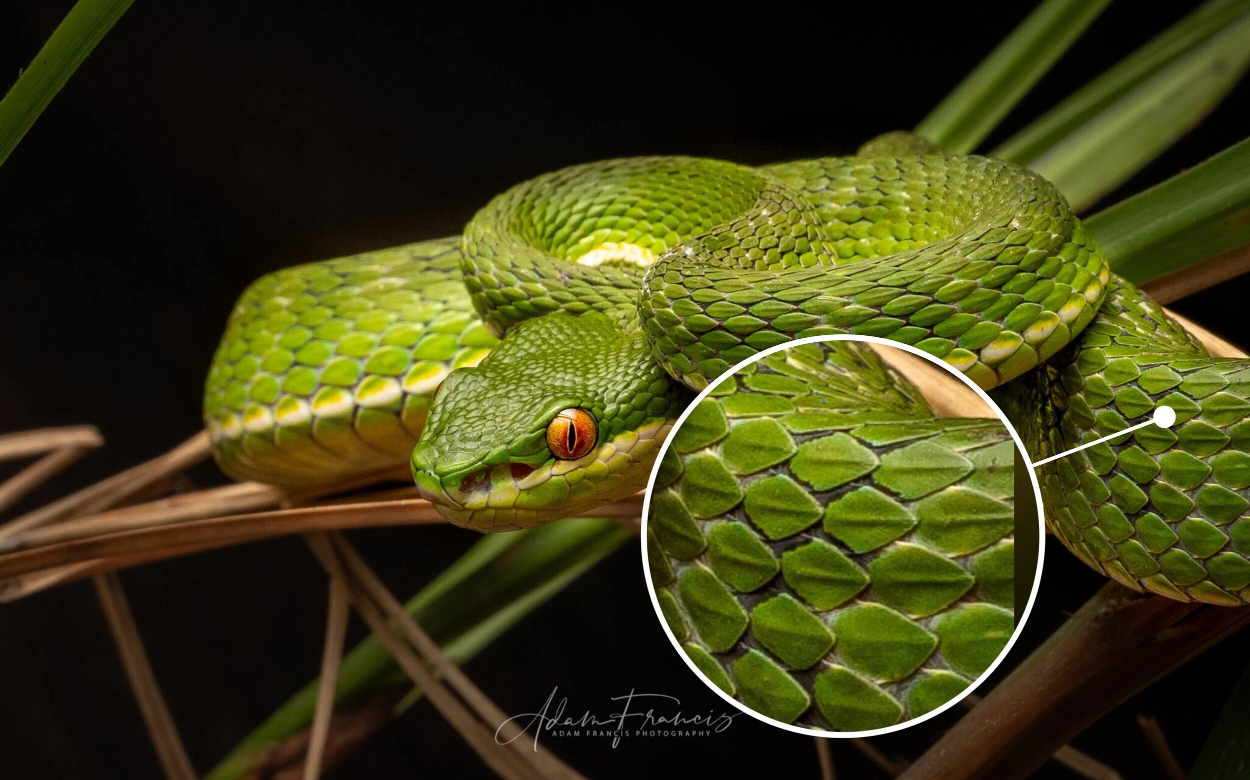 Bamboo Viper Trimeresurus albolabris —