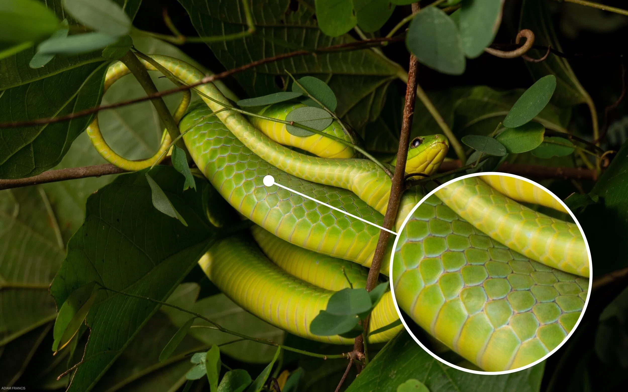 Bamboo Viper Trimeresurus albolabris —