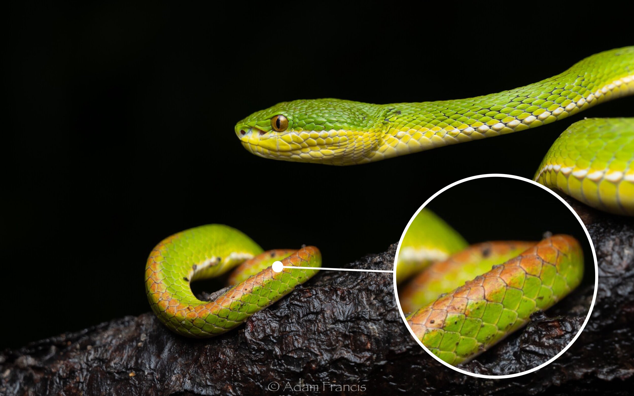 Greater Green Snake - Ptyas major —
