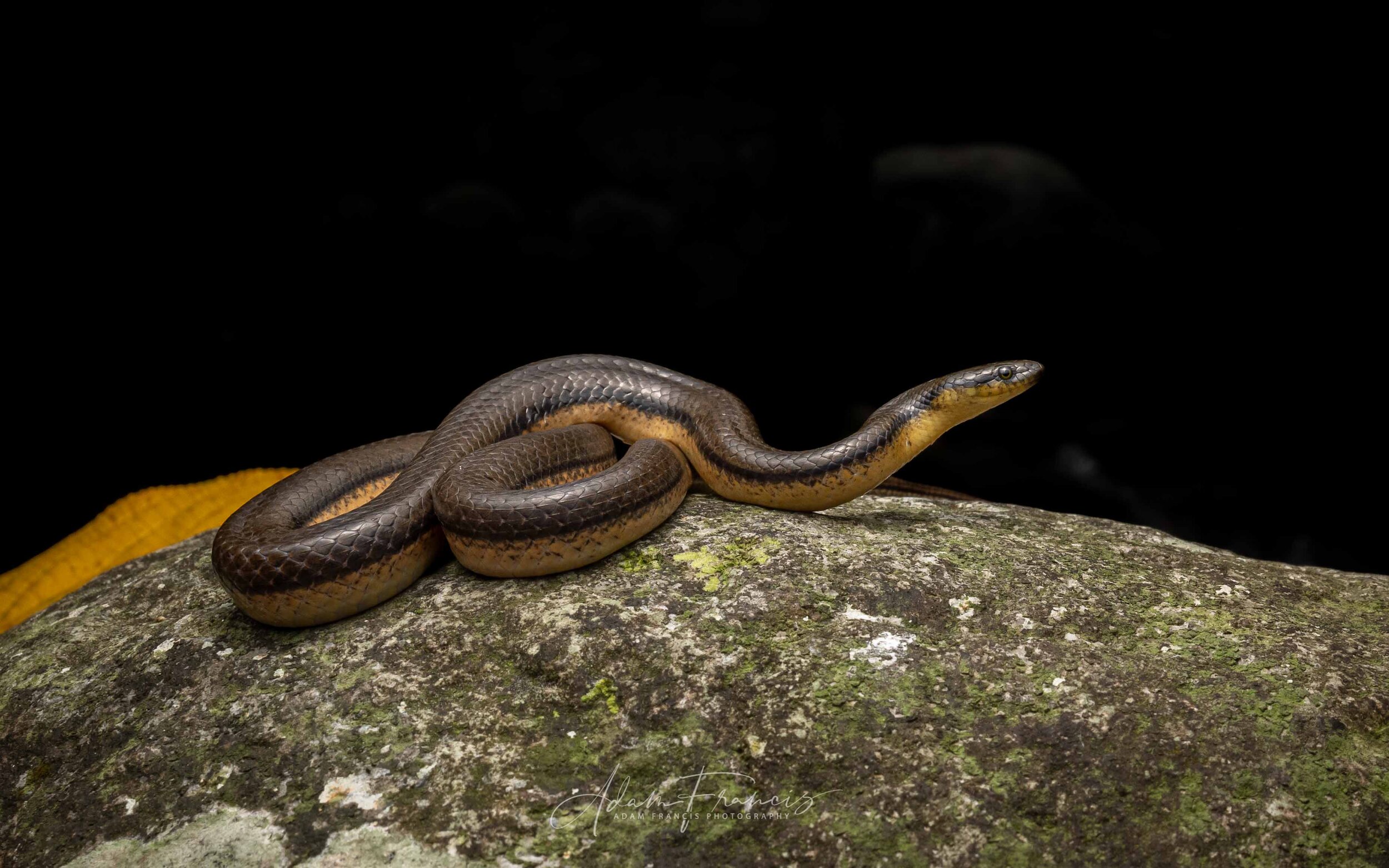 Bicoloured Stream Snake - Opisthotropis lateralis