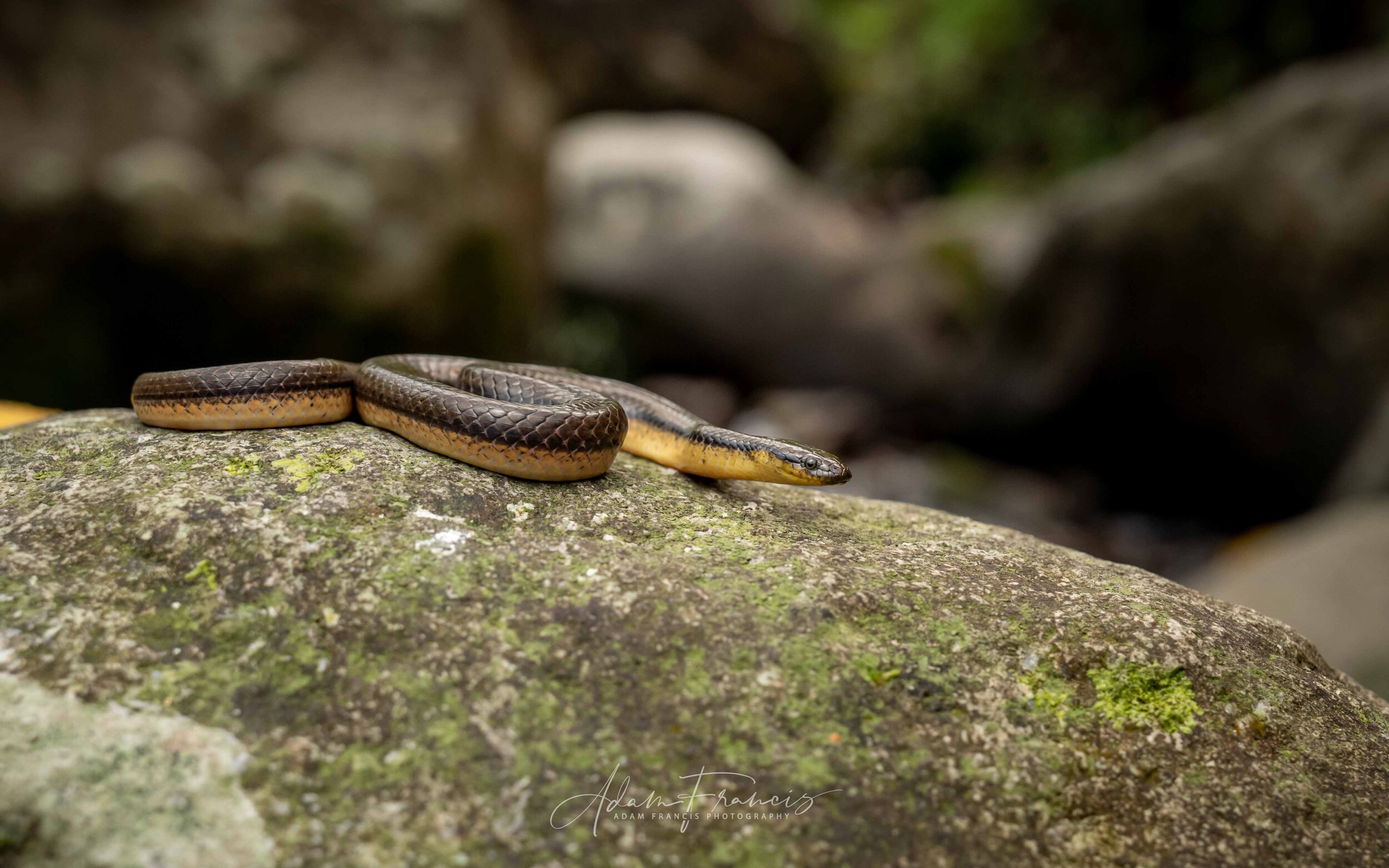 Bicoloured Stream Snake - Opisthotropis lateralis