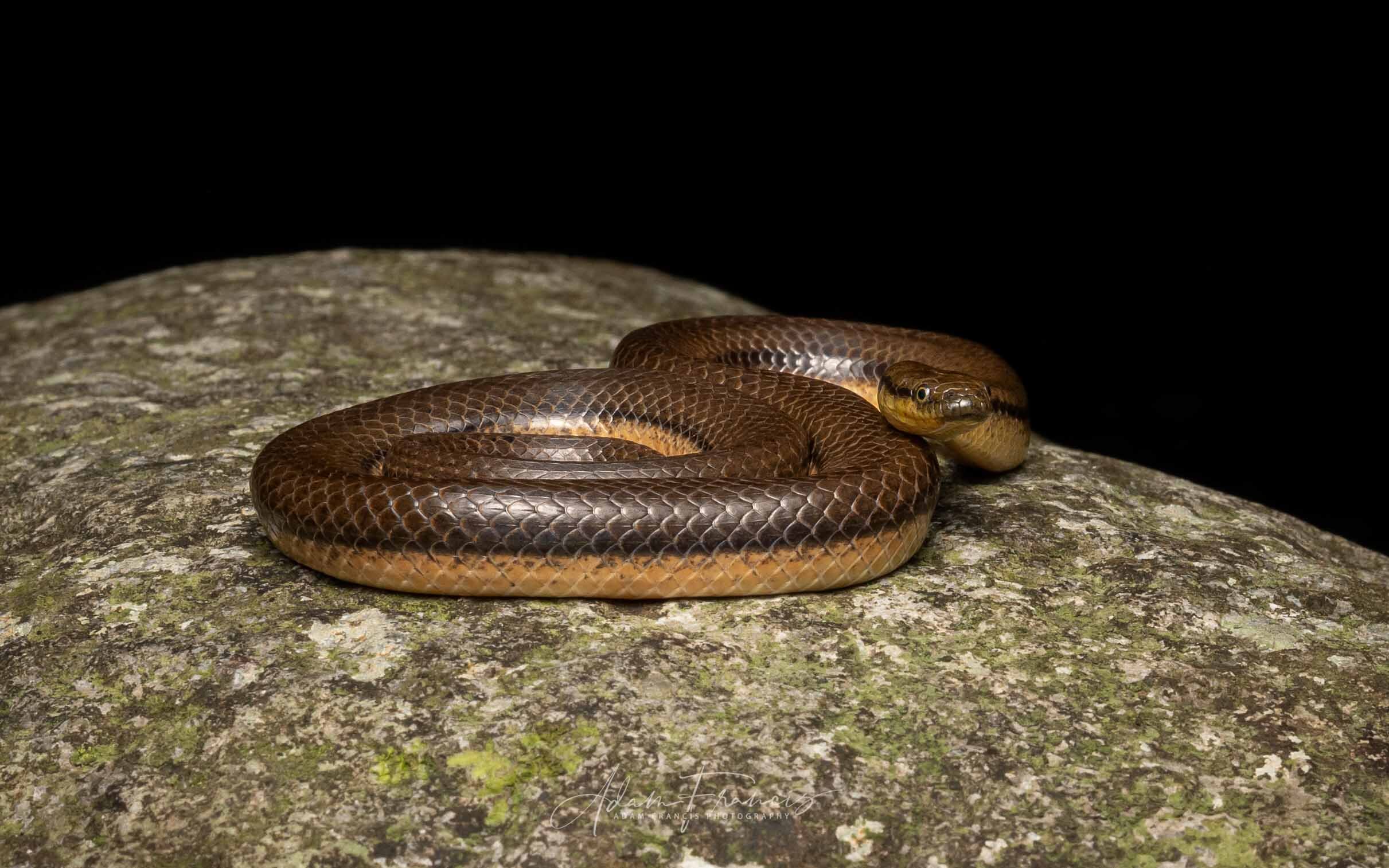 Bicoloured Stream Snake - Opisthotropis lateralis
