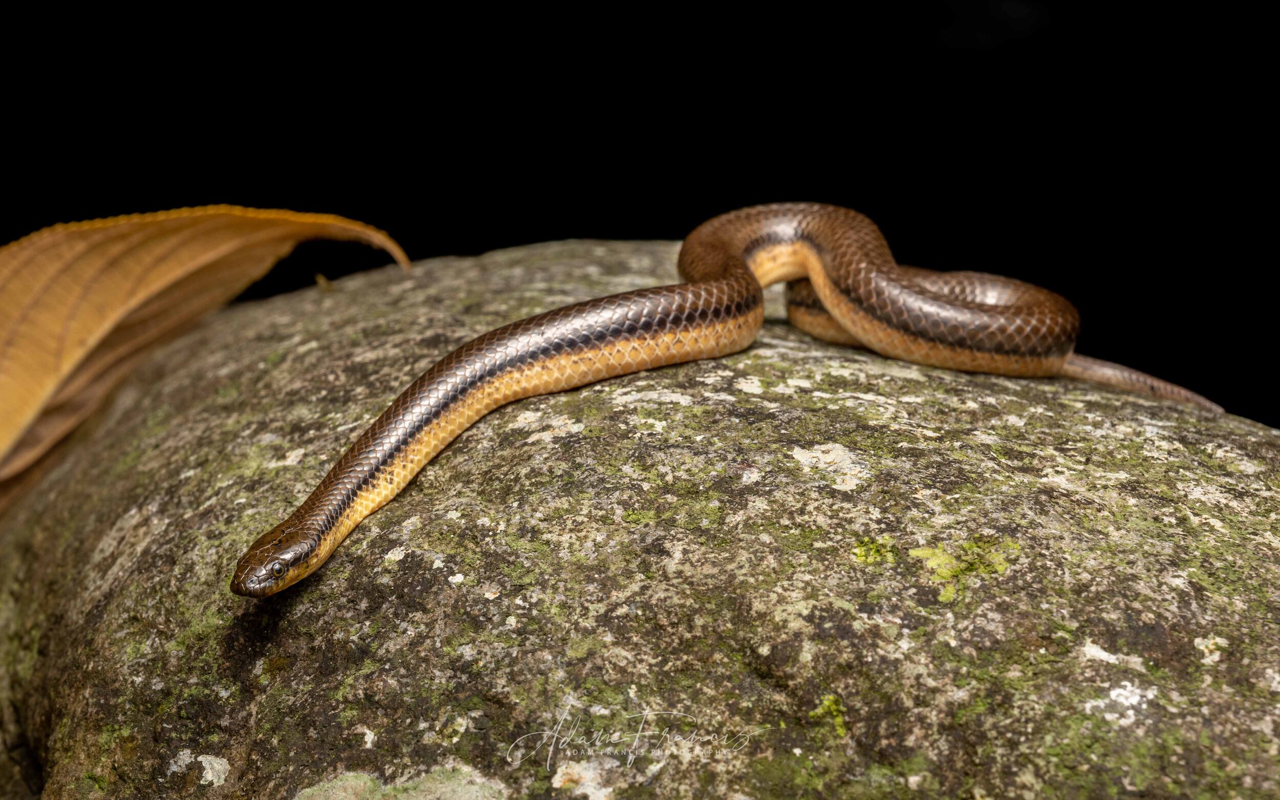 Bicoloured Stream Snake - Opisthotropis lateralis