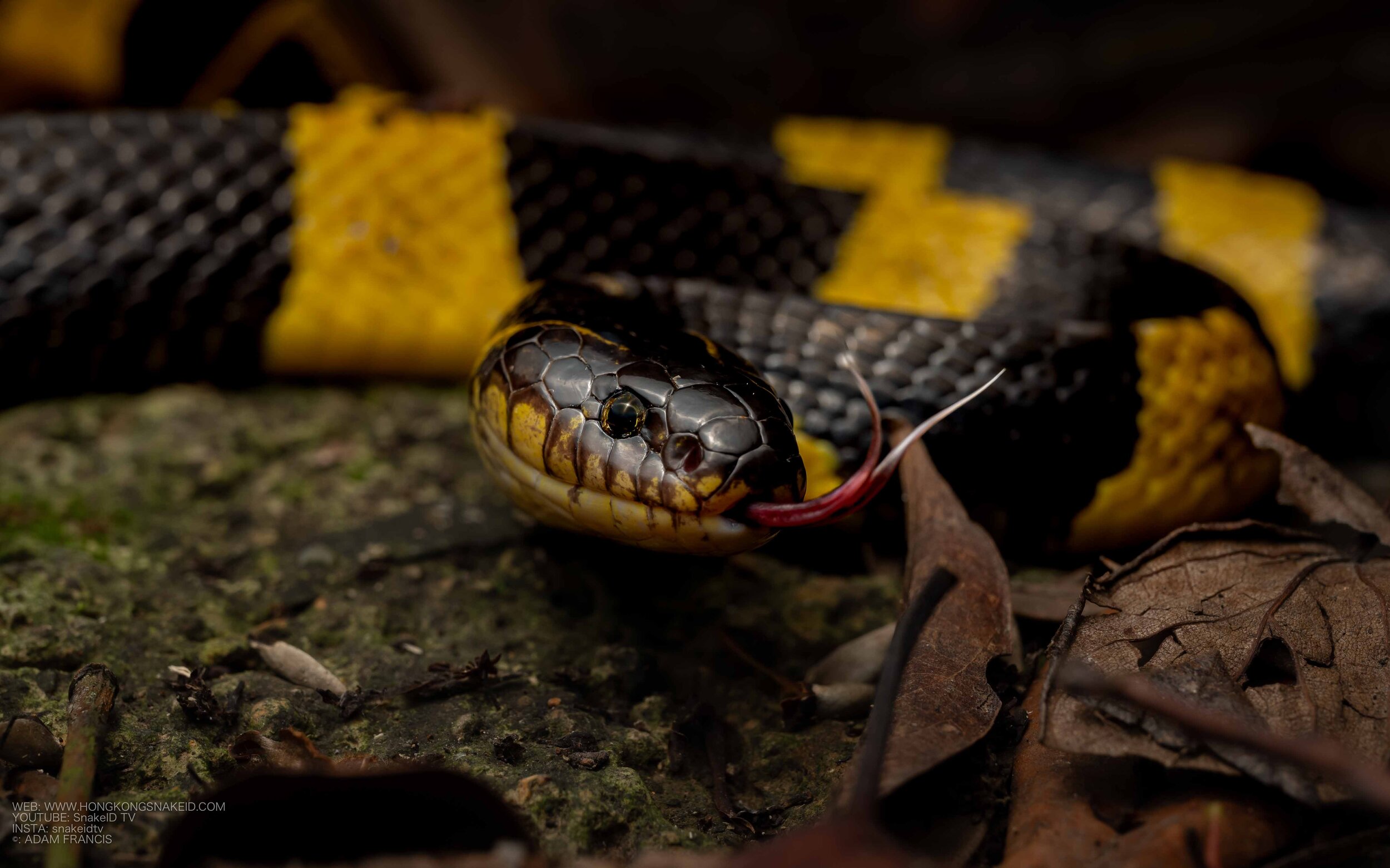 Banded Krait - Bungarus fasciatus