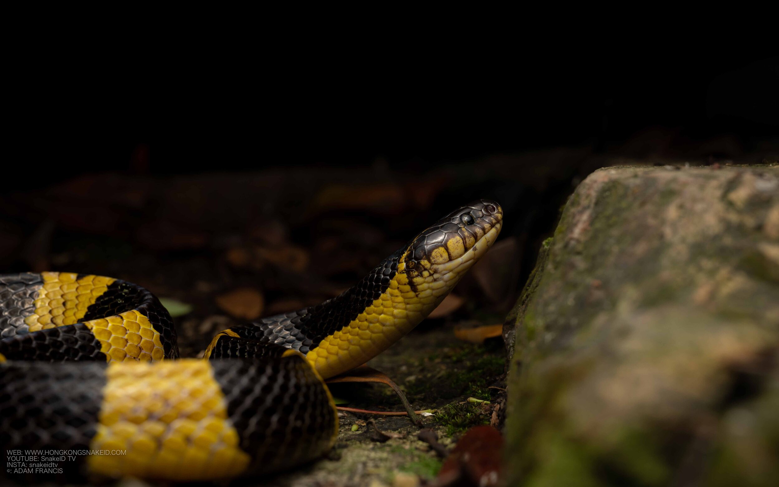 Banded Krait - Bungarus fasciatus