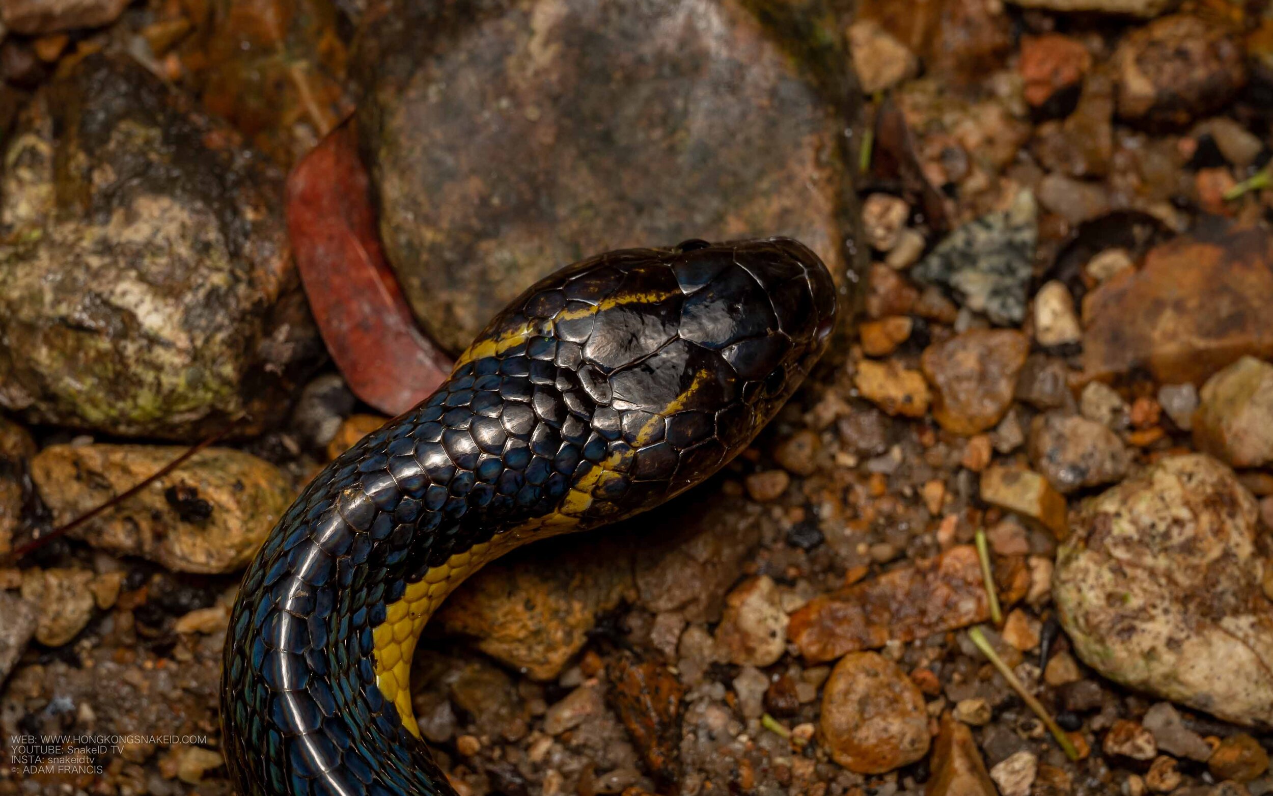 Banded Krait - Bungarus fasciatus