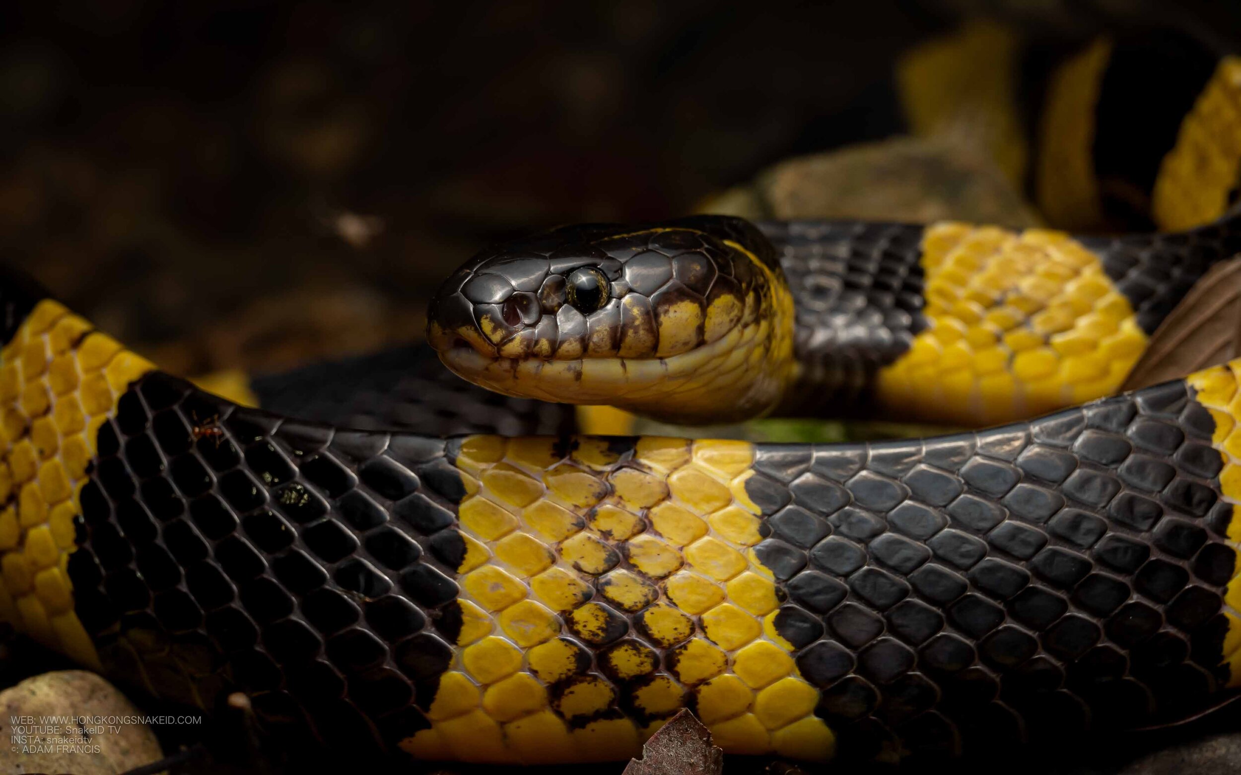 Banded Krait - Bungarus fasciatus