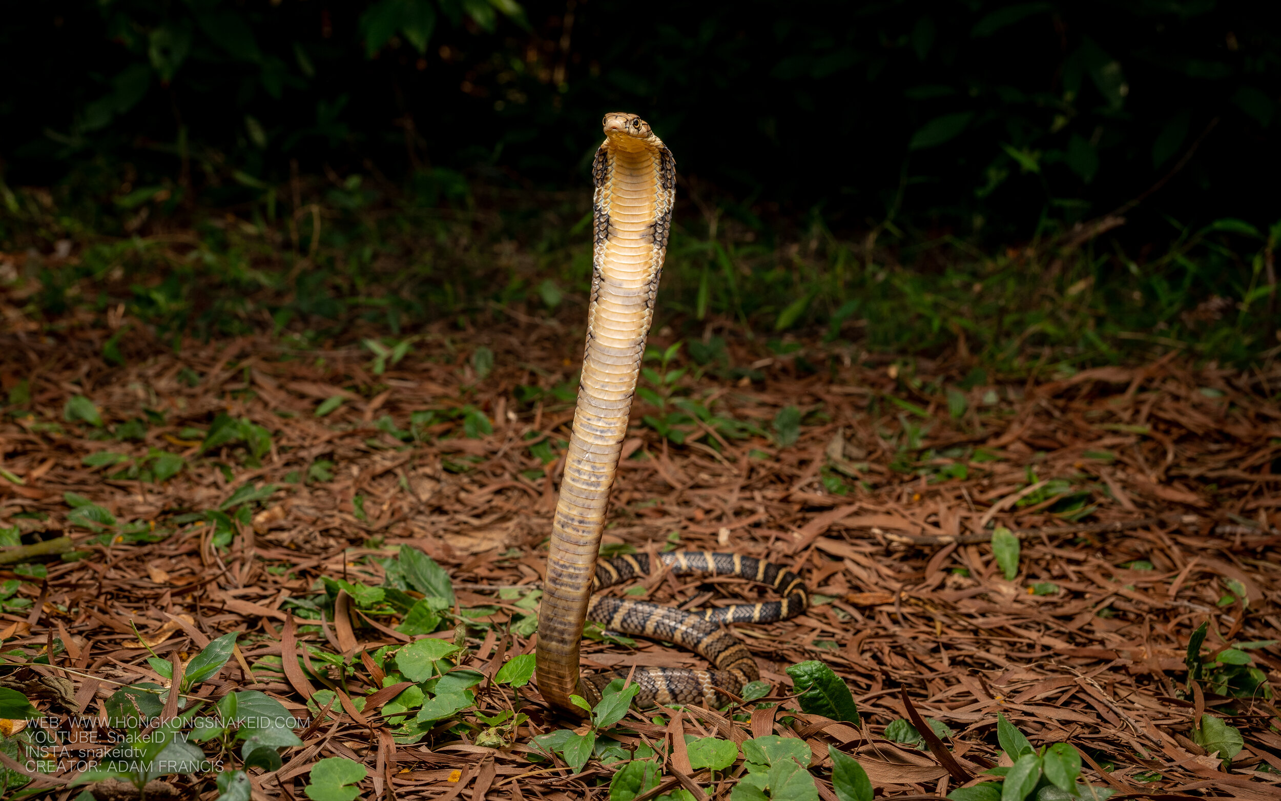 Juvenile Gold King Cobra - Ophiophagus hannah-54.jpg