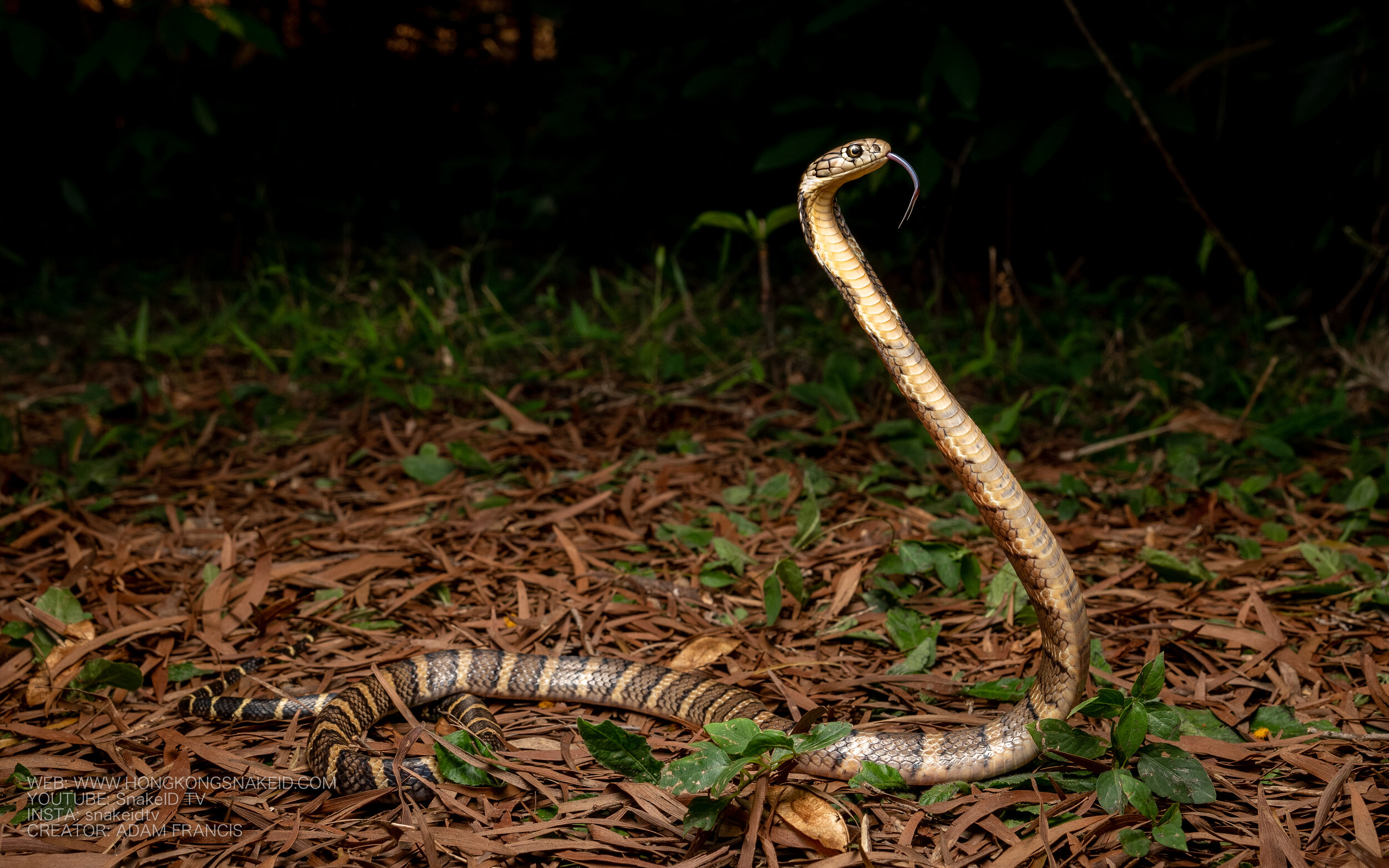 Juvenile Gold King Cobra - Ophiophagus hannah-66.jpg