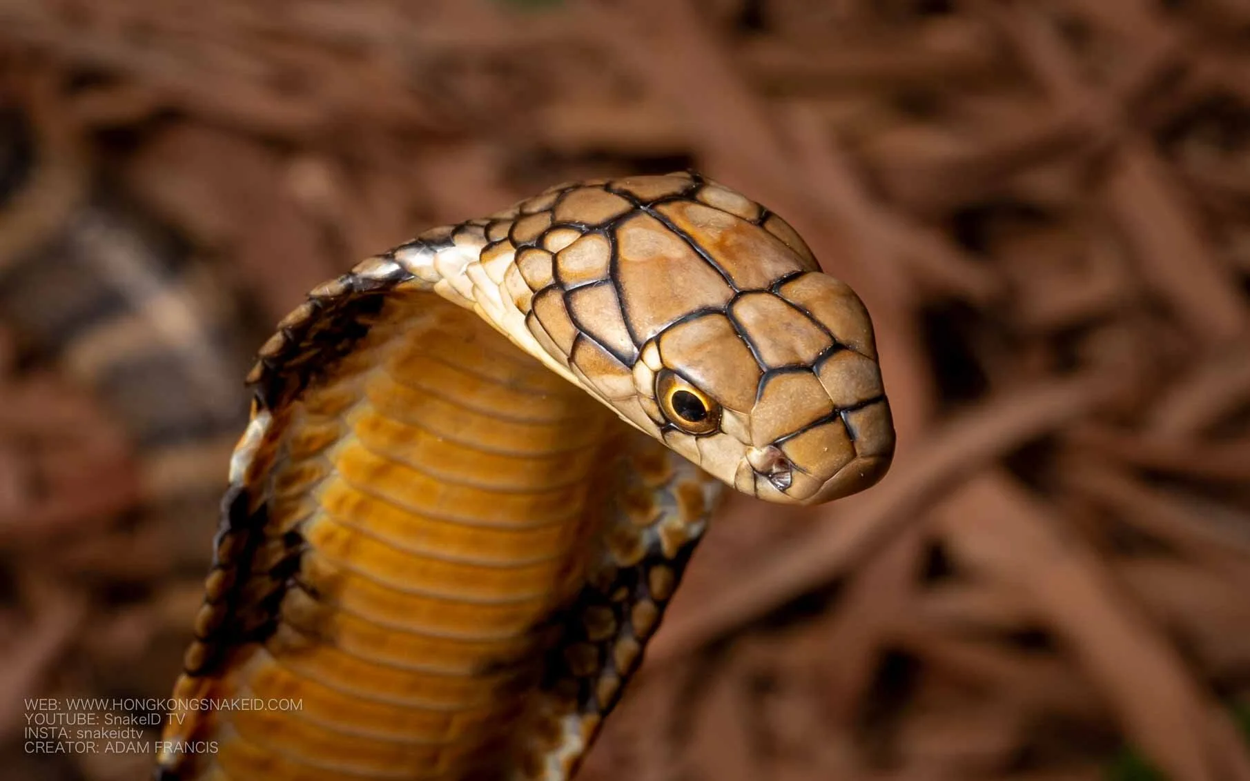 Juvenile+Gold+King+Cobra+-+Ophiophagus+h