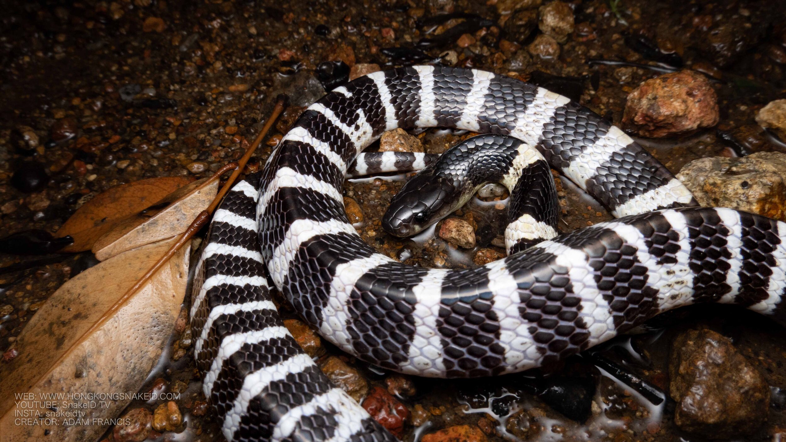 Many Banded Krait - Bungarus multicinctus/wonghaotingi