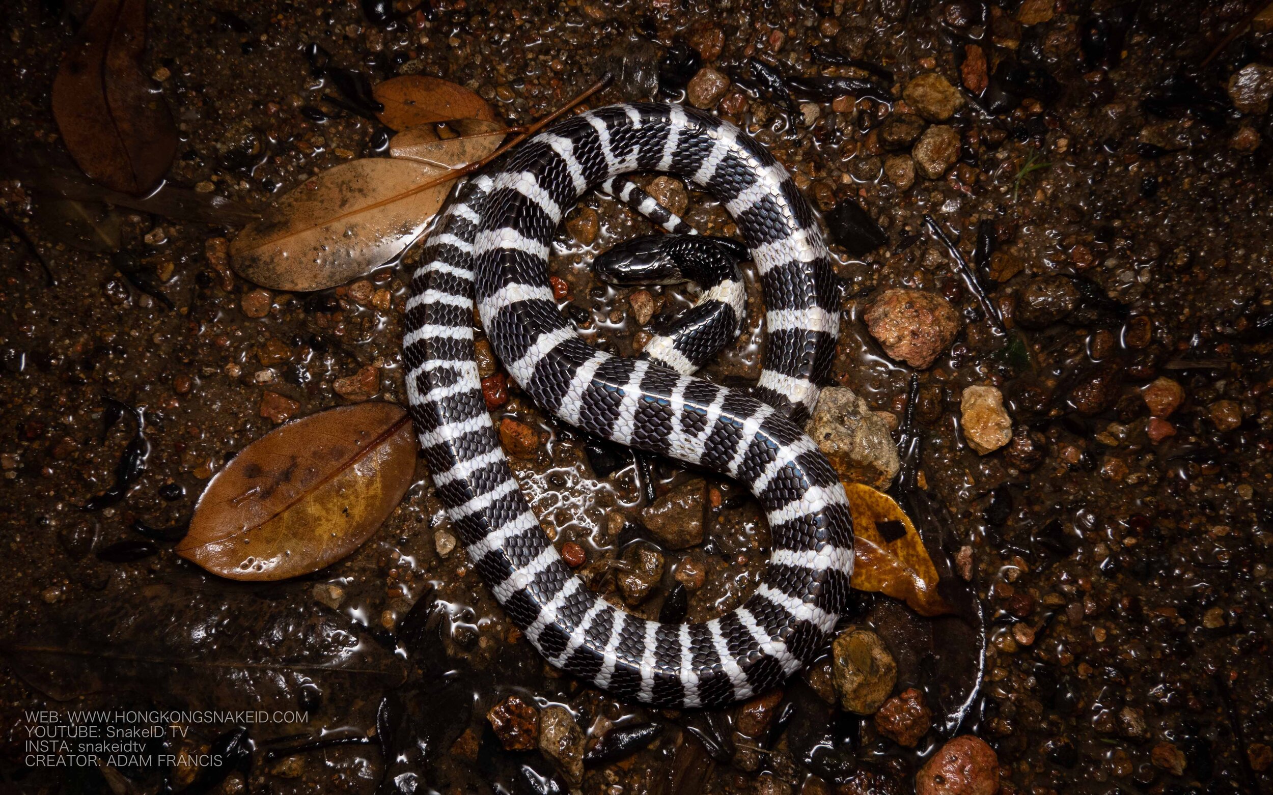 Many Banded Krait - Bungarus multicinctus/wonghaotingi