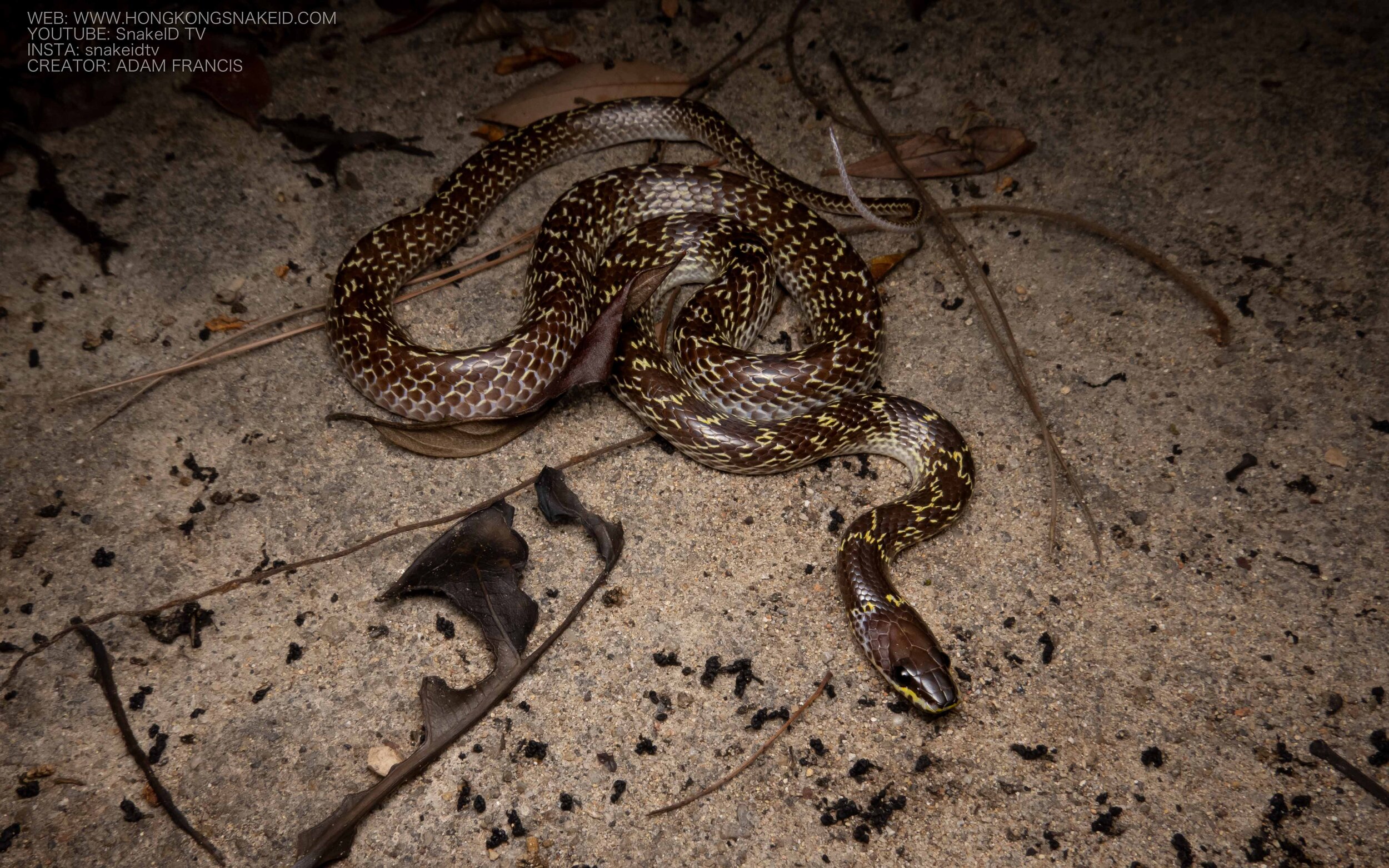 Common Wolf Snake - Lycodon capucinus