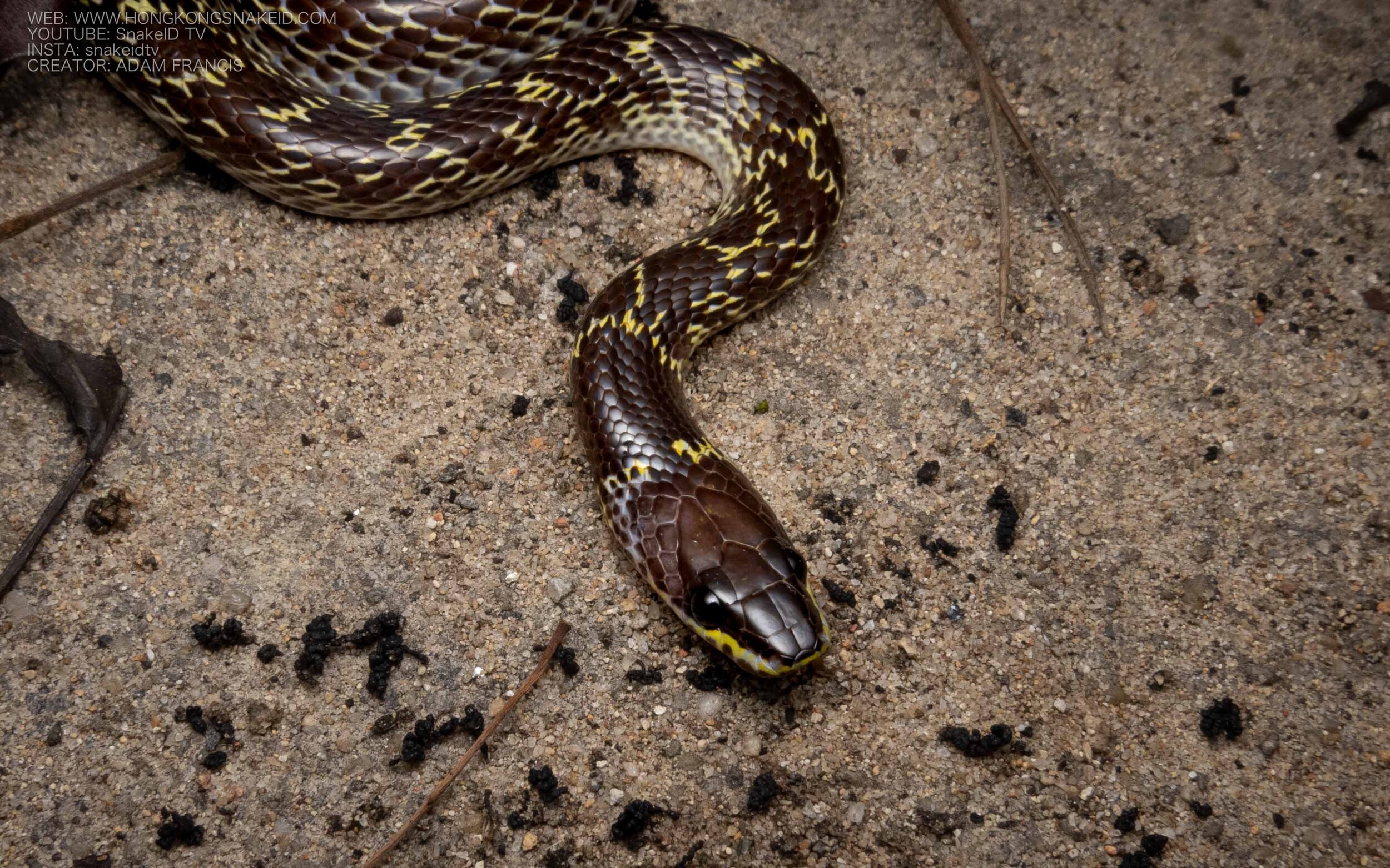 Common Wolf Snake - Lycodon capucinus