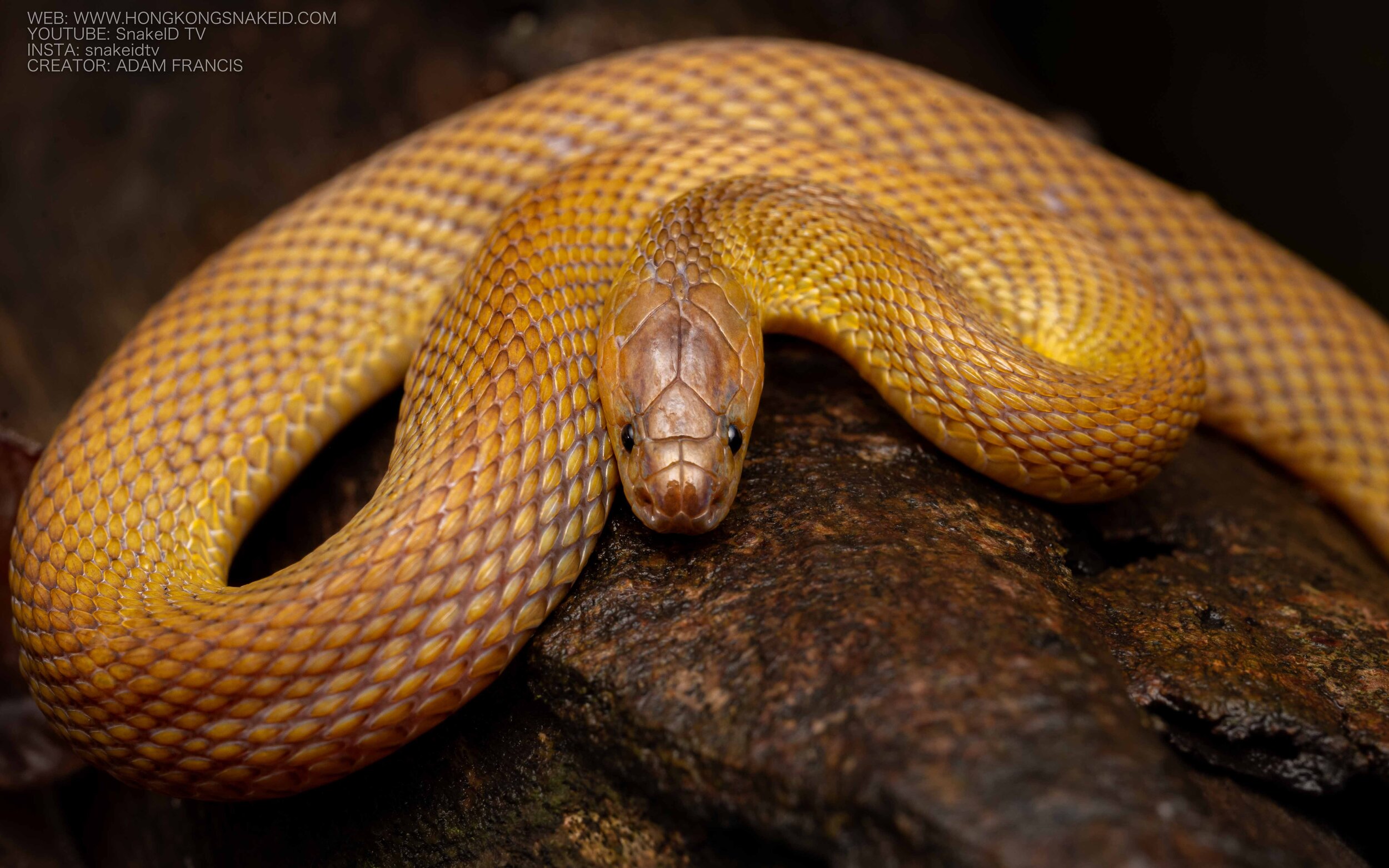Burrowing Rufous Snake - Achalinus rufescens