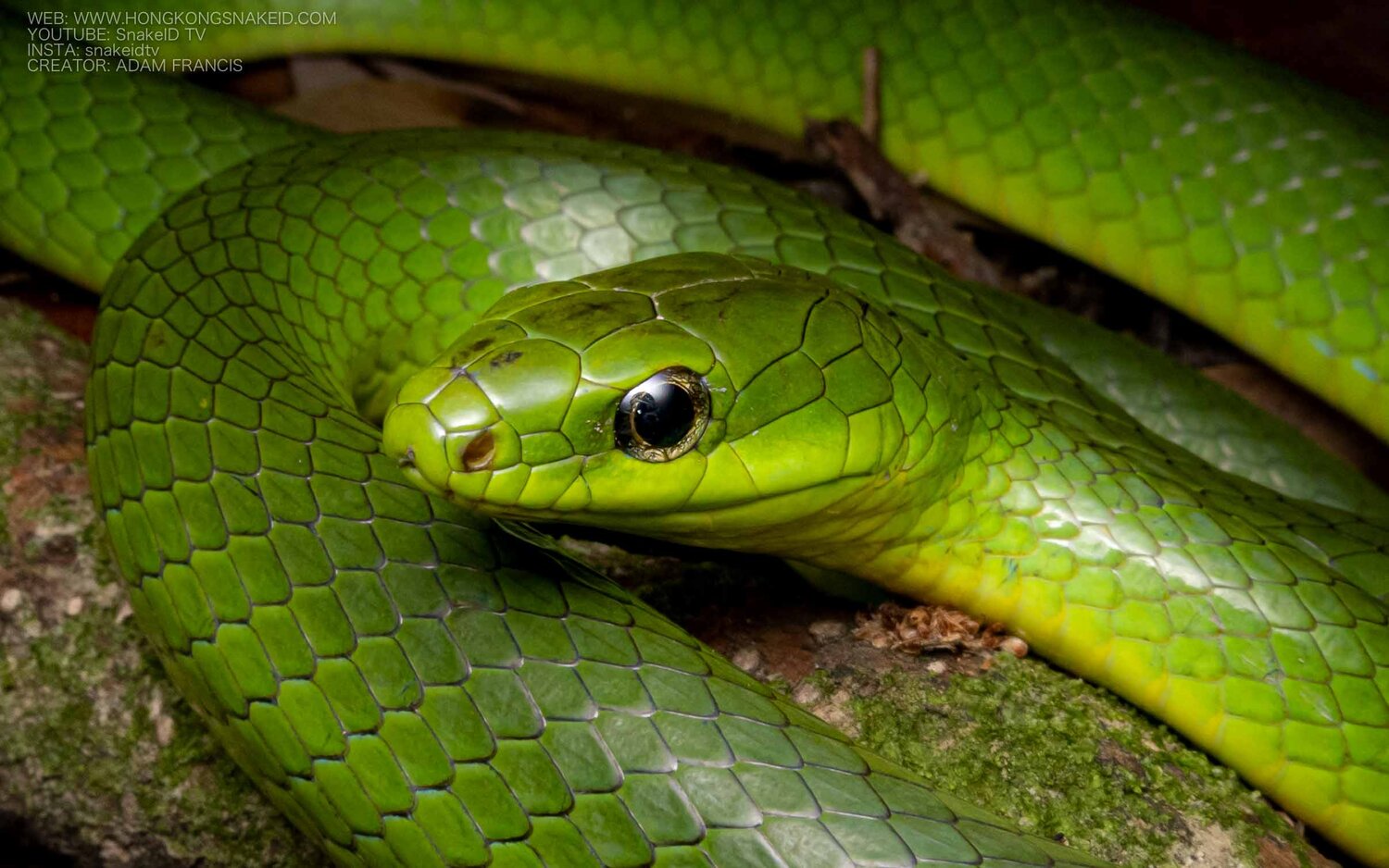 Greater Green Snake Ptyas Major Hongkongsnakeid Com