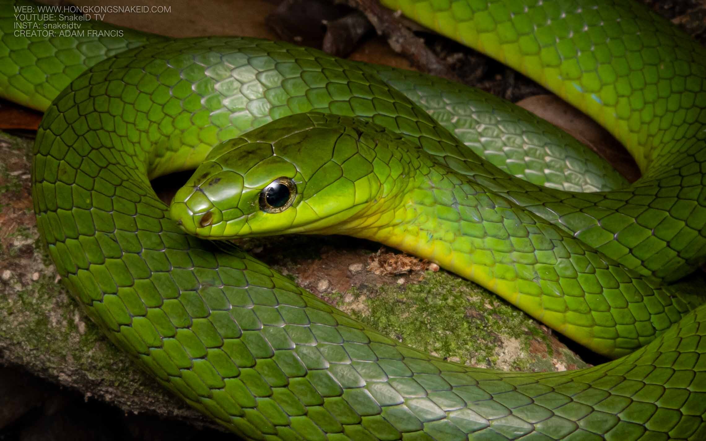 Greater Green Snake Ptyas Major Hongkongsnakeid Com
