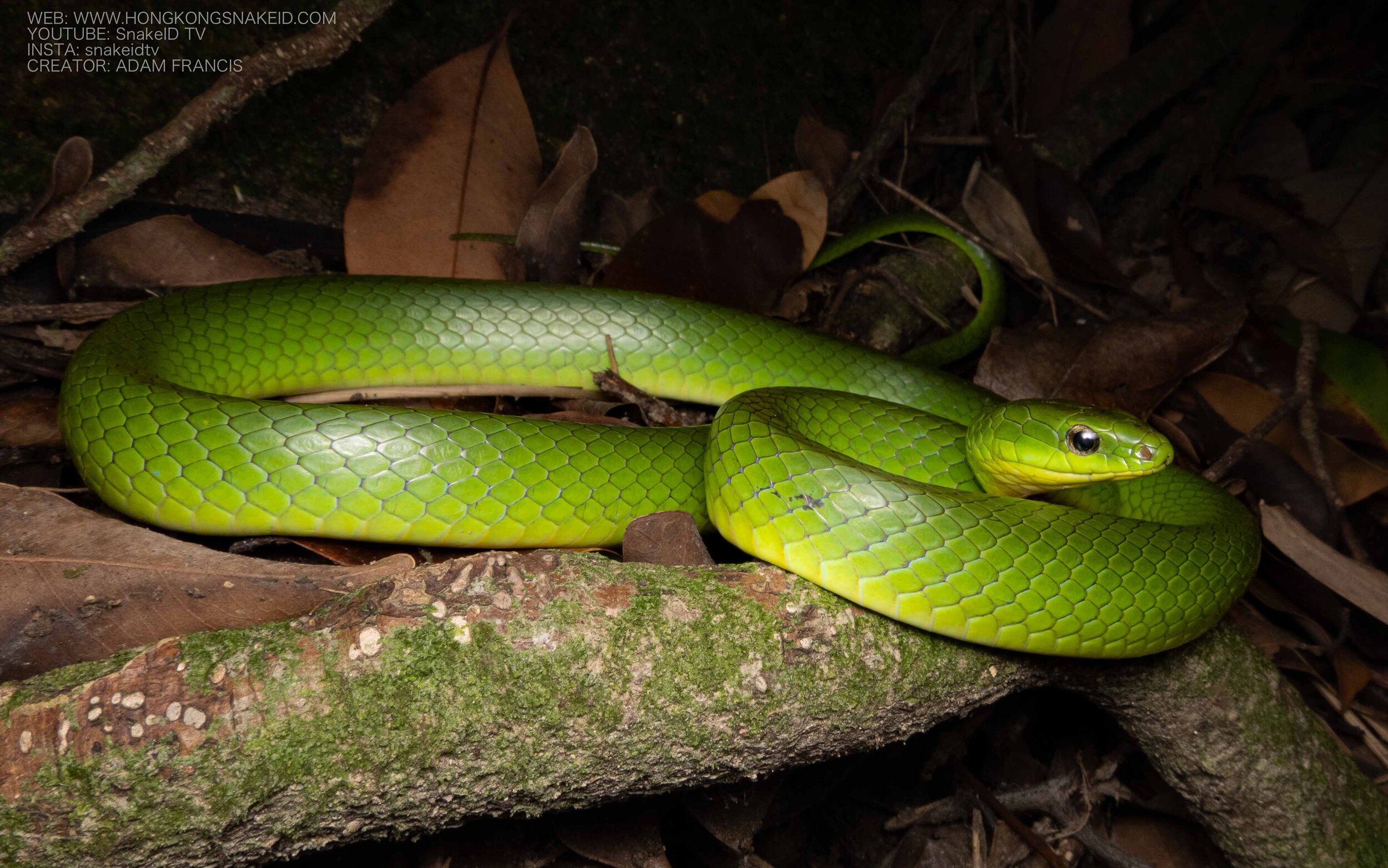 Greater Green Snake - Cyclophiops major