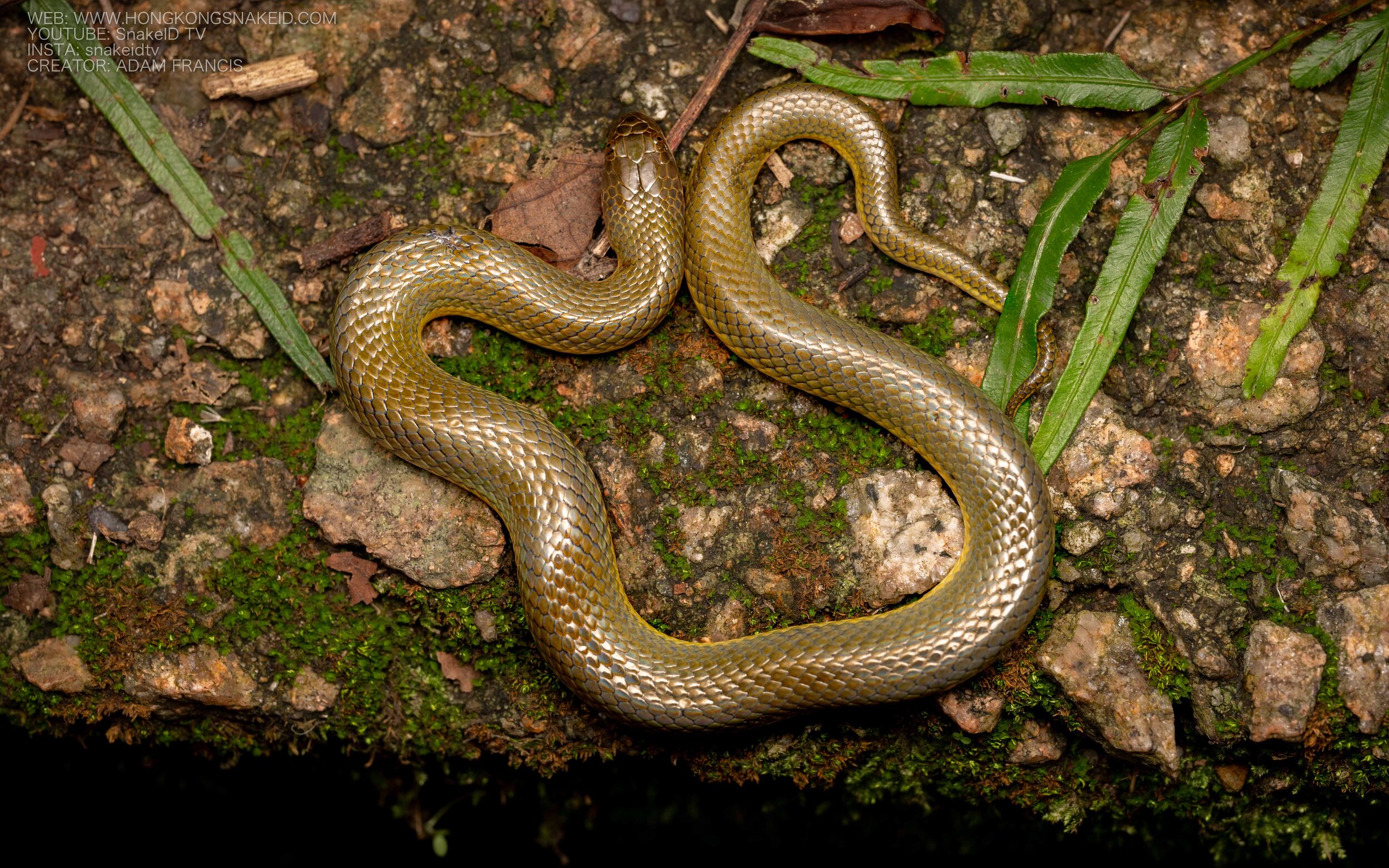 Plumbeous Water Snake - Enhydris plumbea