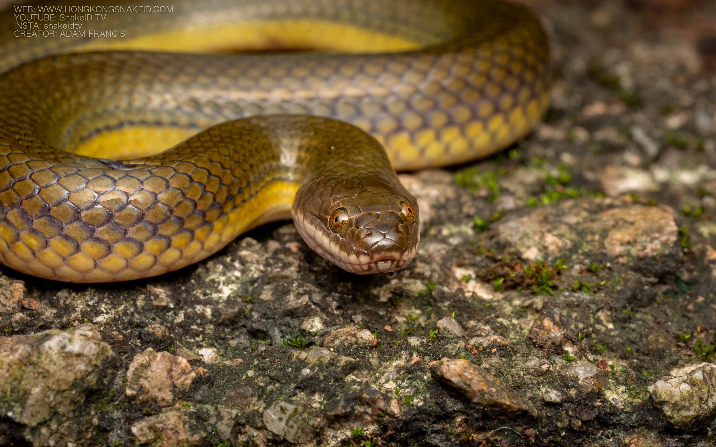 Plumbeous Water Snake - Enhydris plumbea