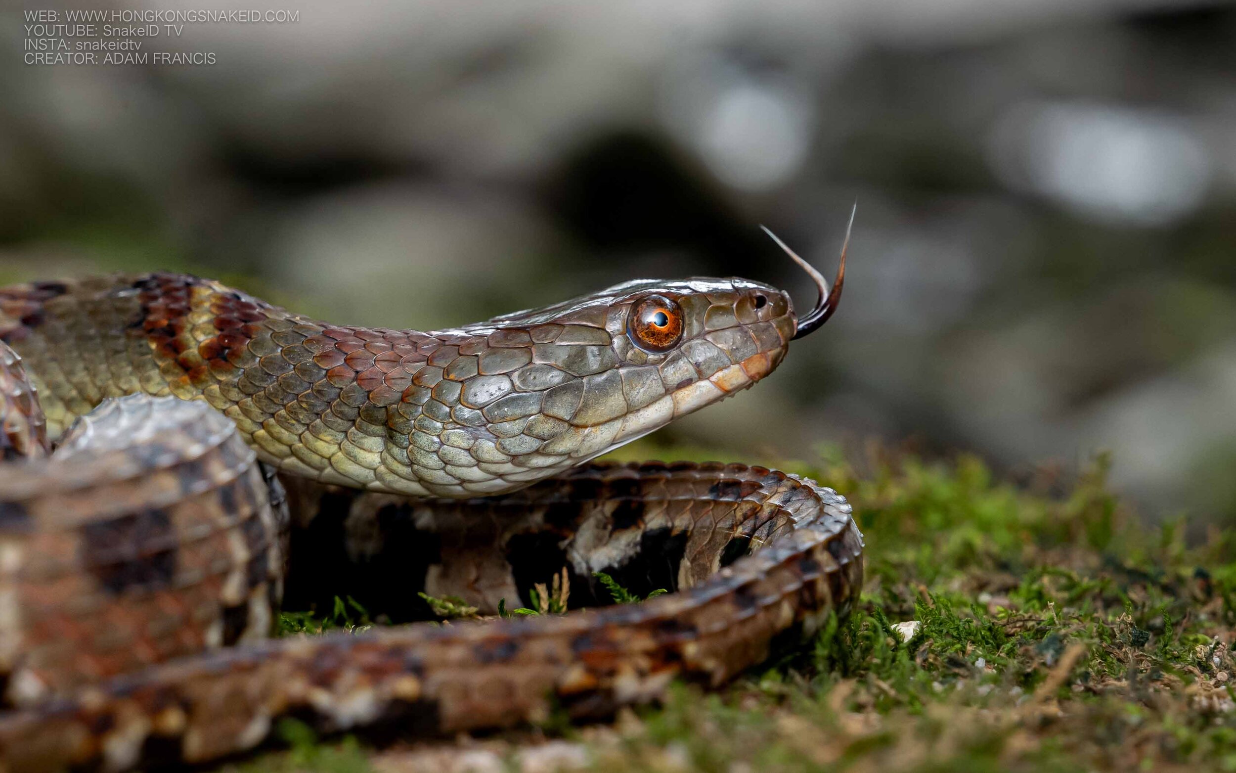 Diamond-Back Water Snake - Trimerodytes aequifasciata