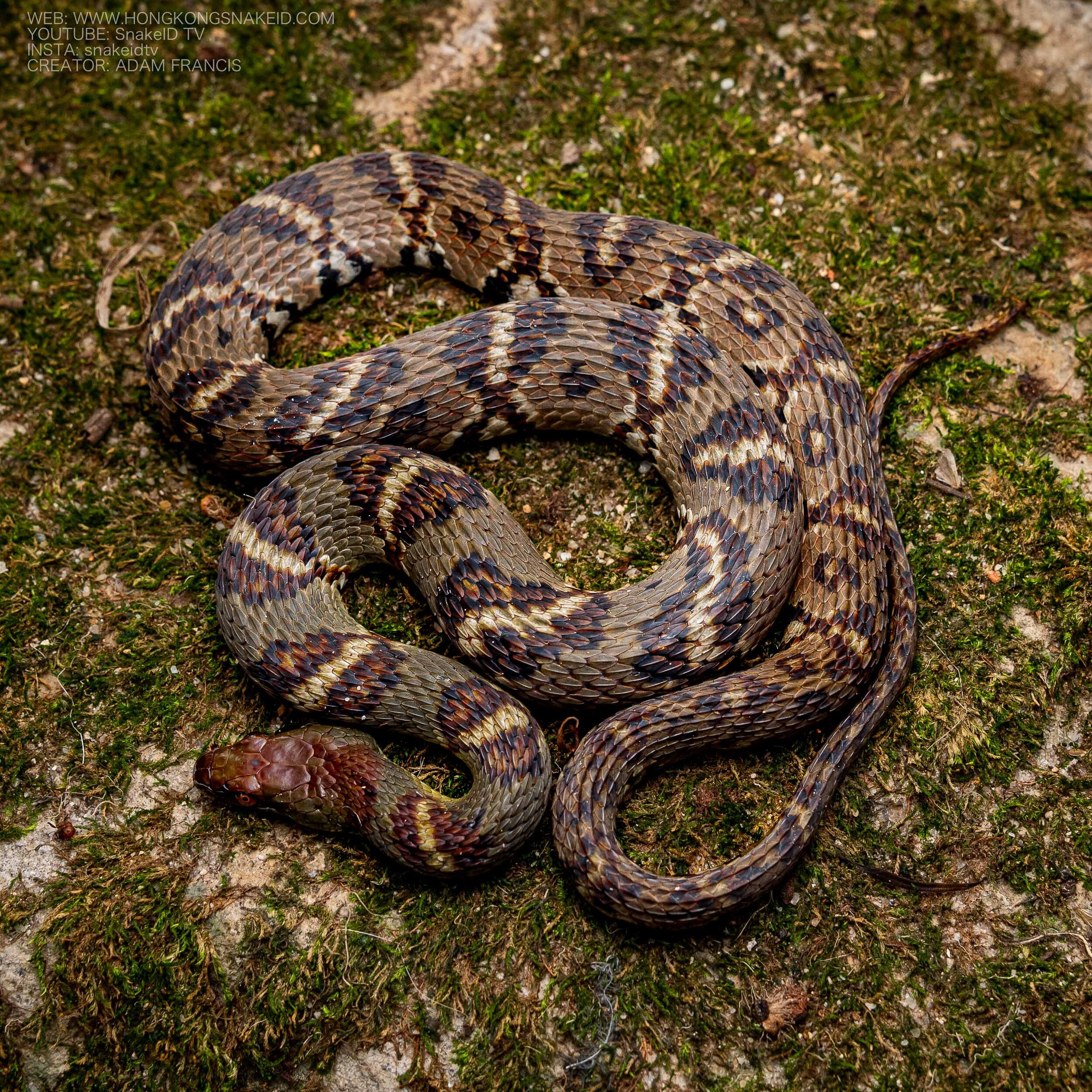 WATER SNAKE - DIAMOND BACK