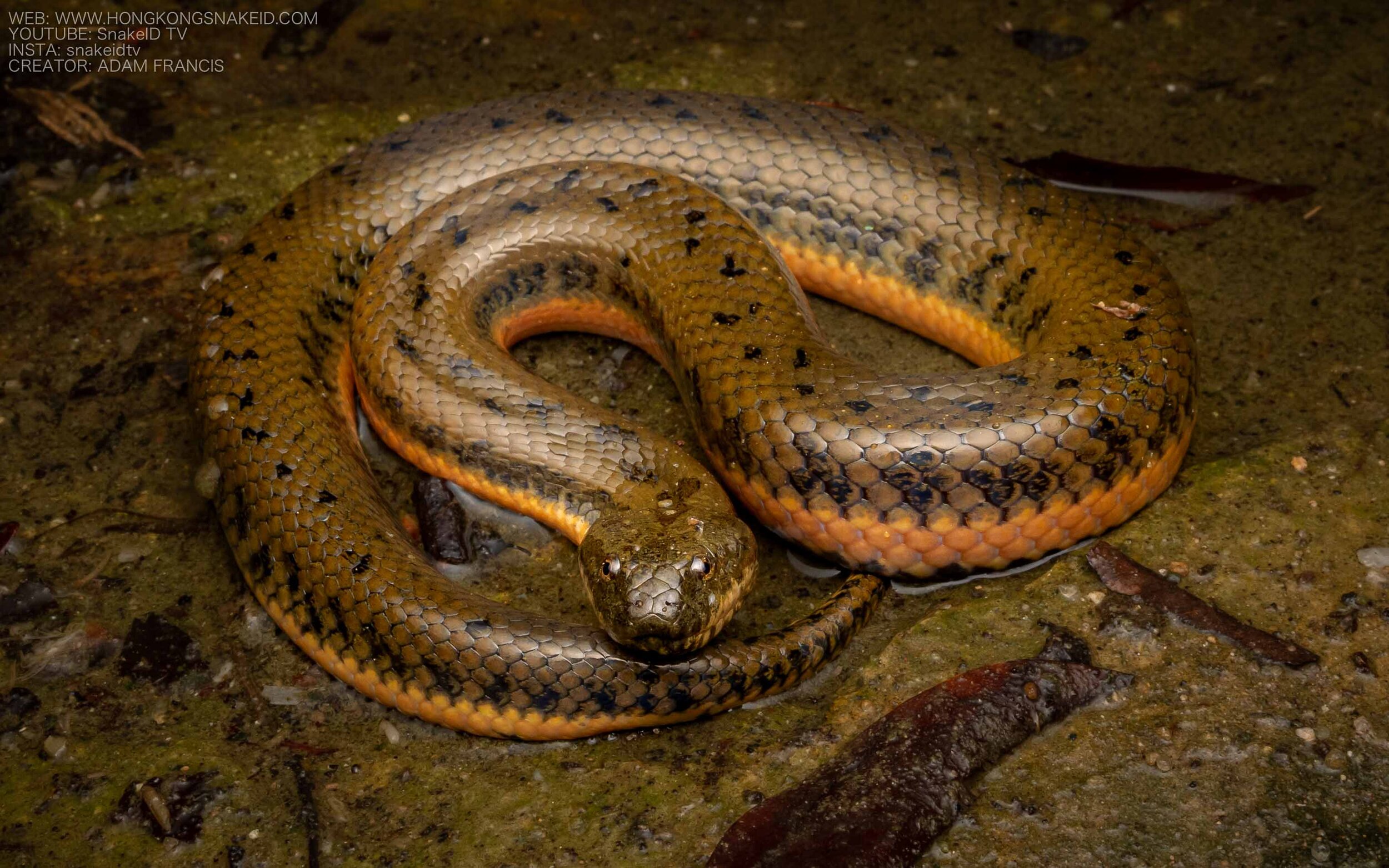 Chinese Water Snake - Myrrophis chinensis