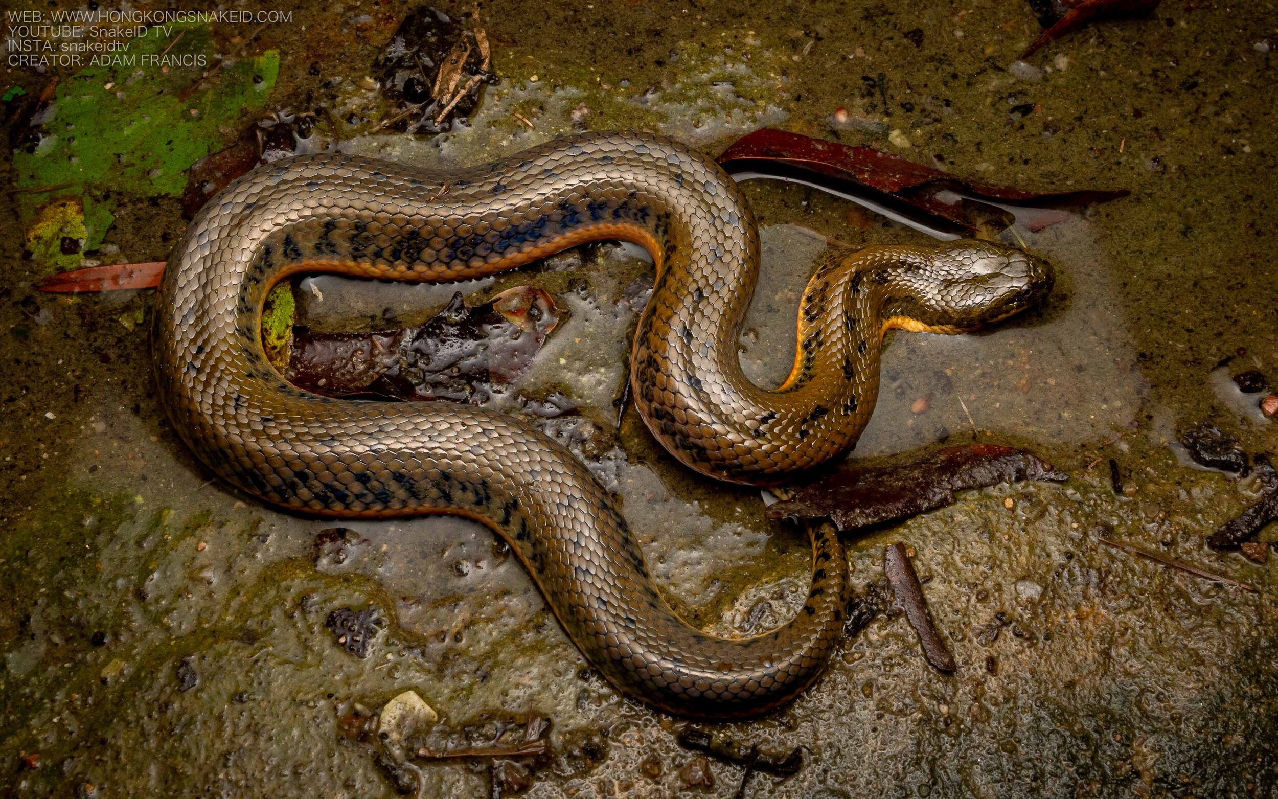 Chinese Water Snake - Myrrophis chinensis