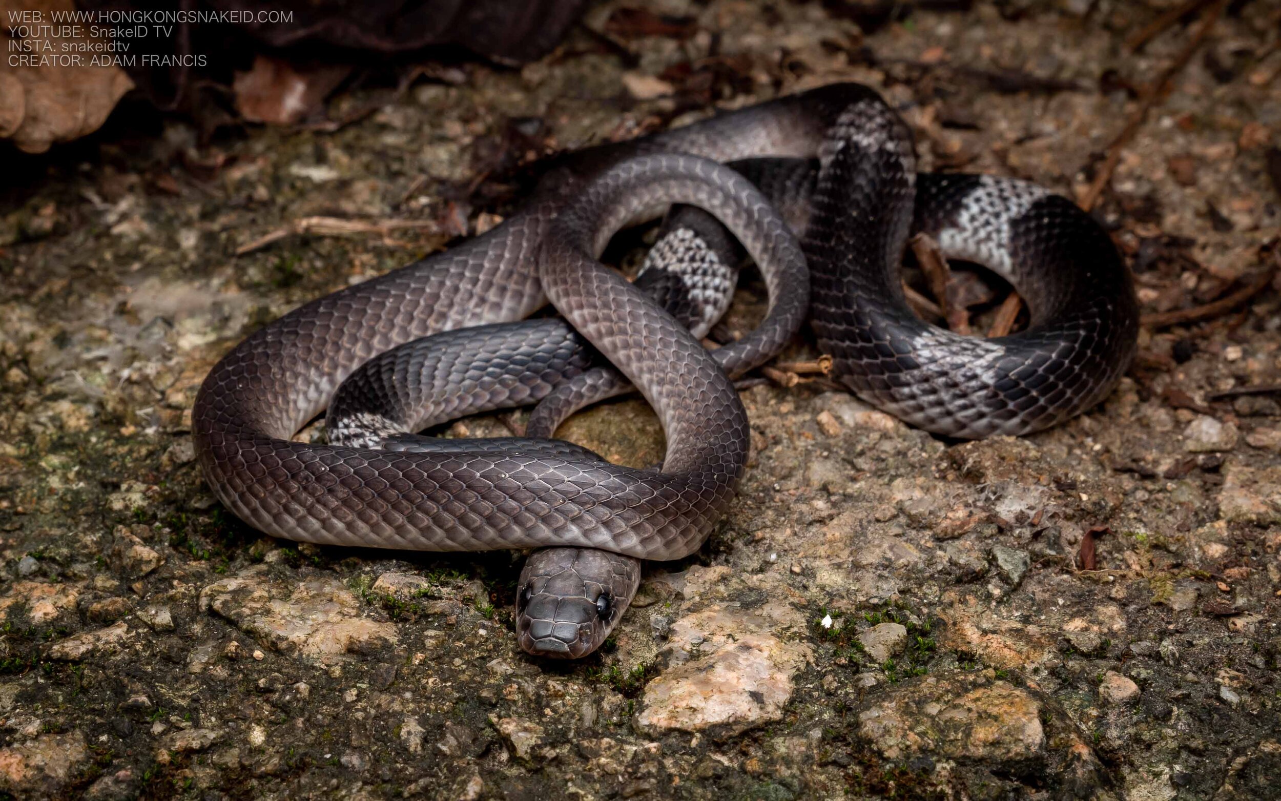 Banded Wolf Snake - Lycodon subcinctus