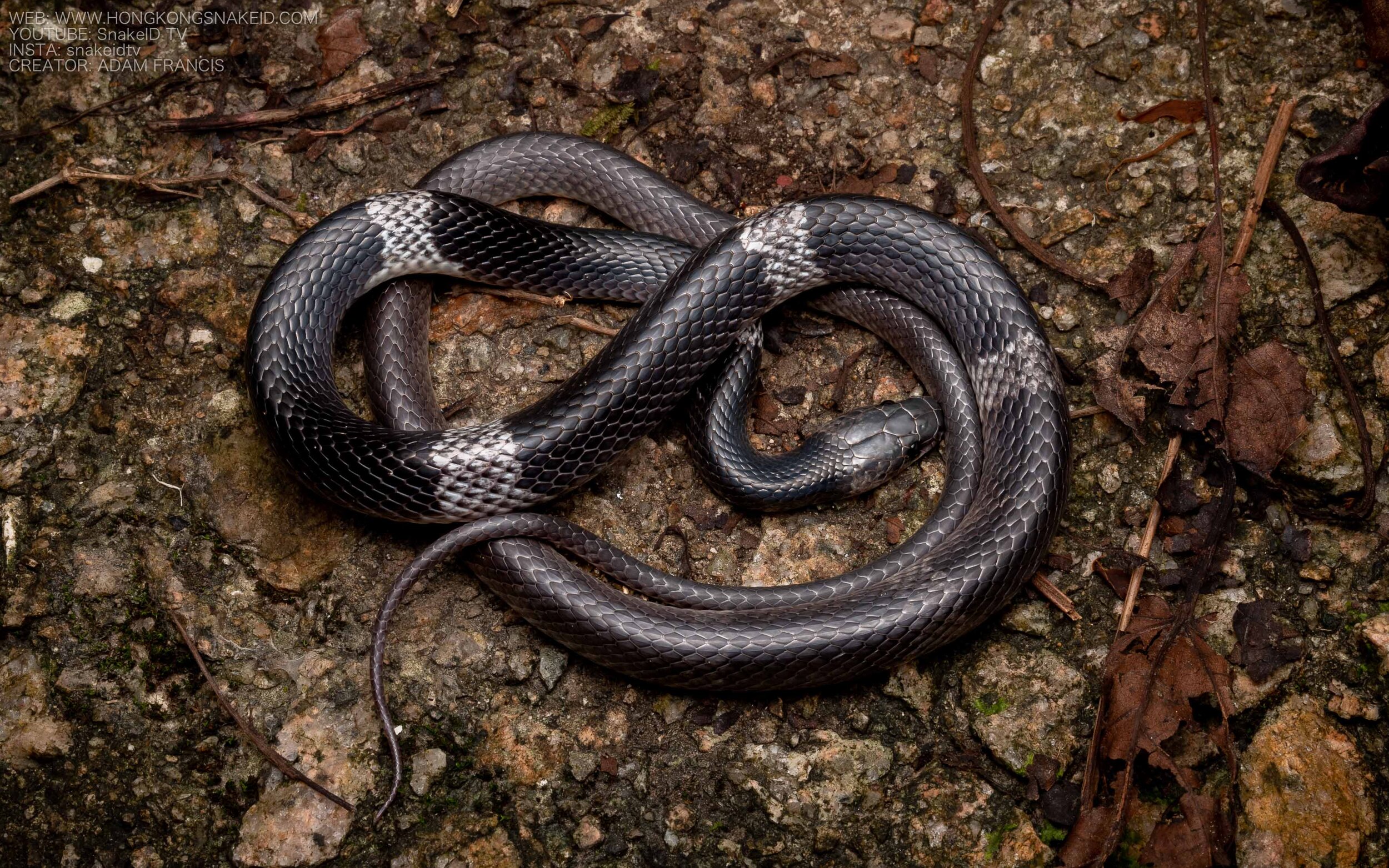 Banded Wolf Snake - Lycodon subcinctus