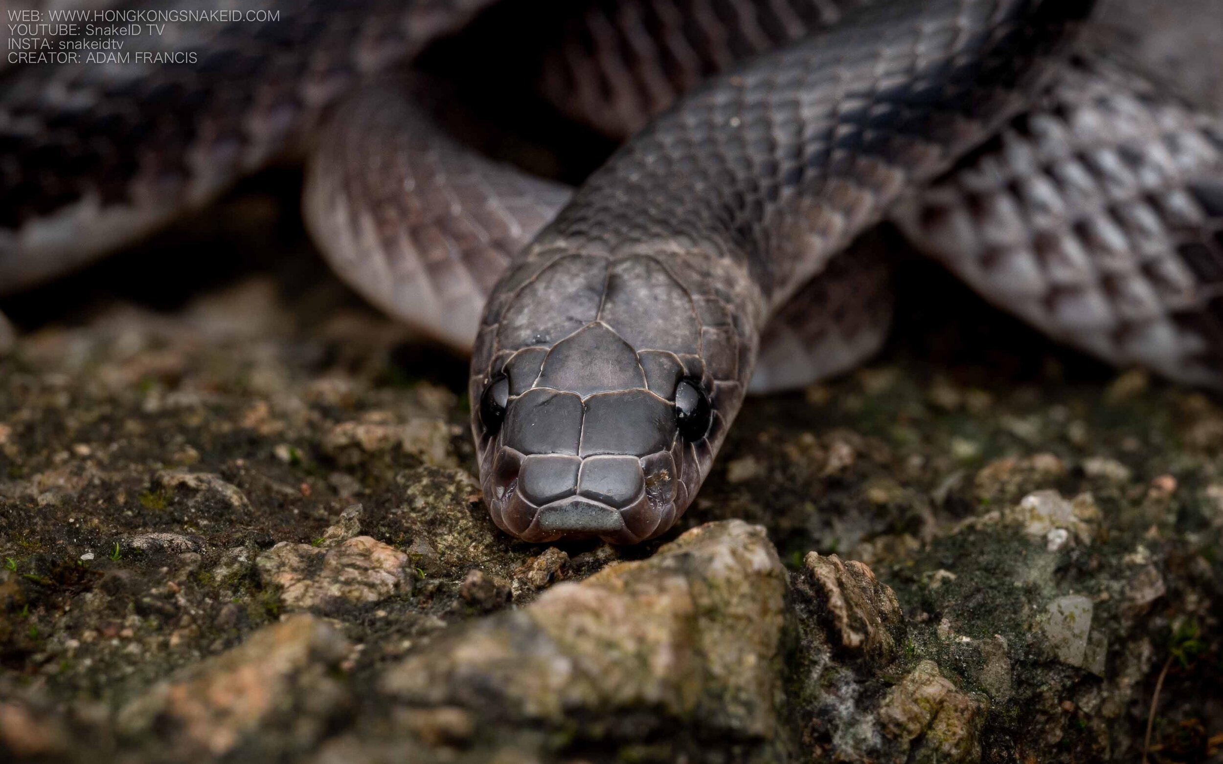Banded Wolf Snake - Lycodon subcinctus