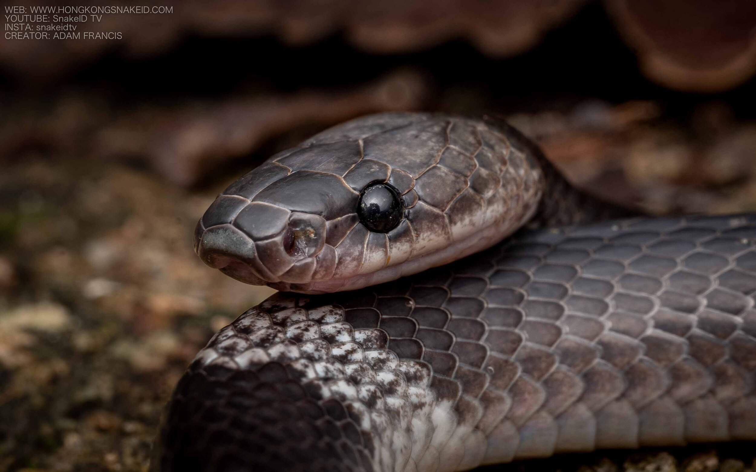 Banded Wolf Snake - Lycodon subcinctus