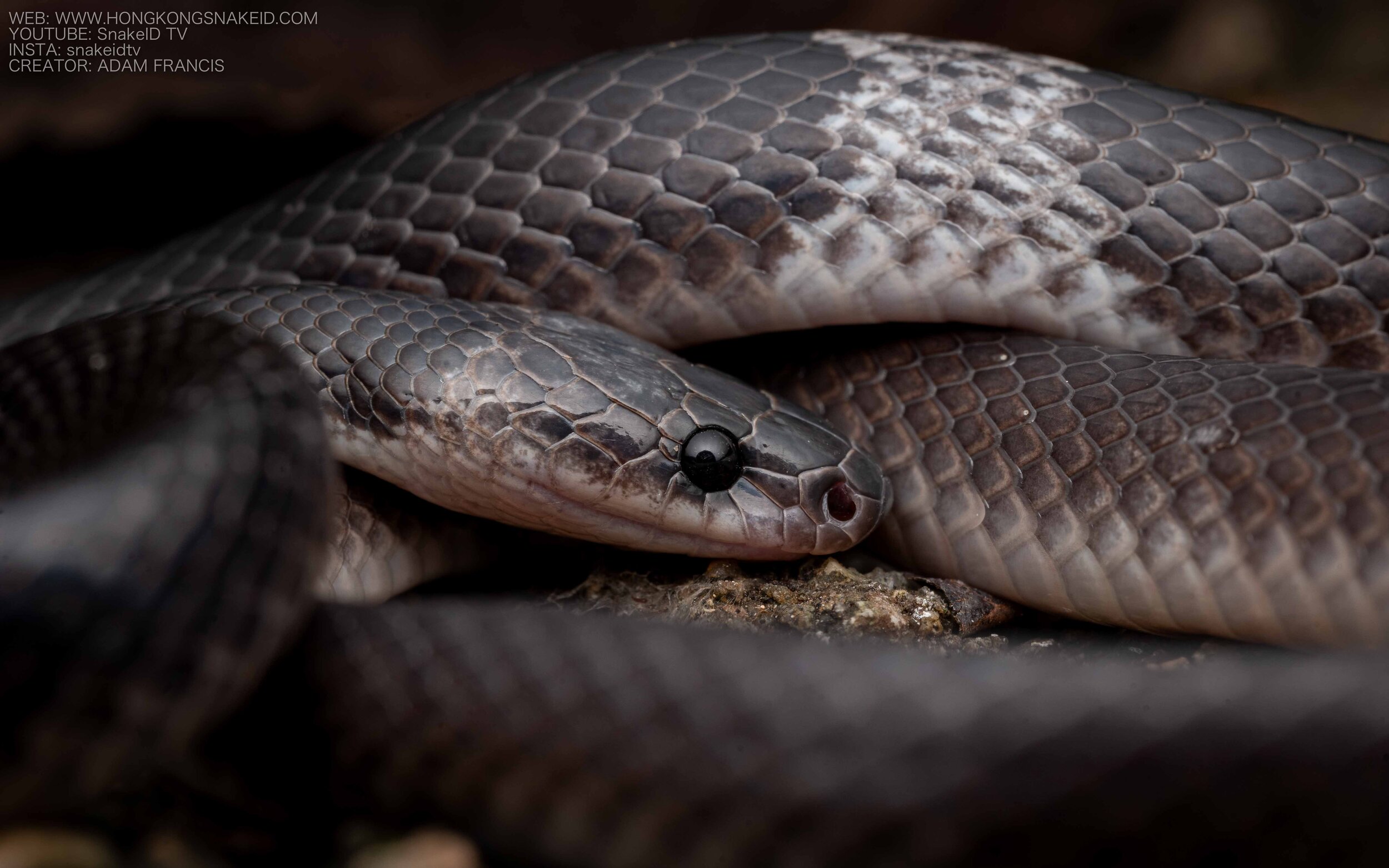 Banded Wolf Snake - Lycodon subcinctus