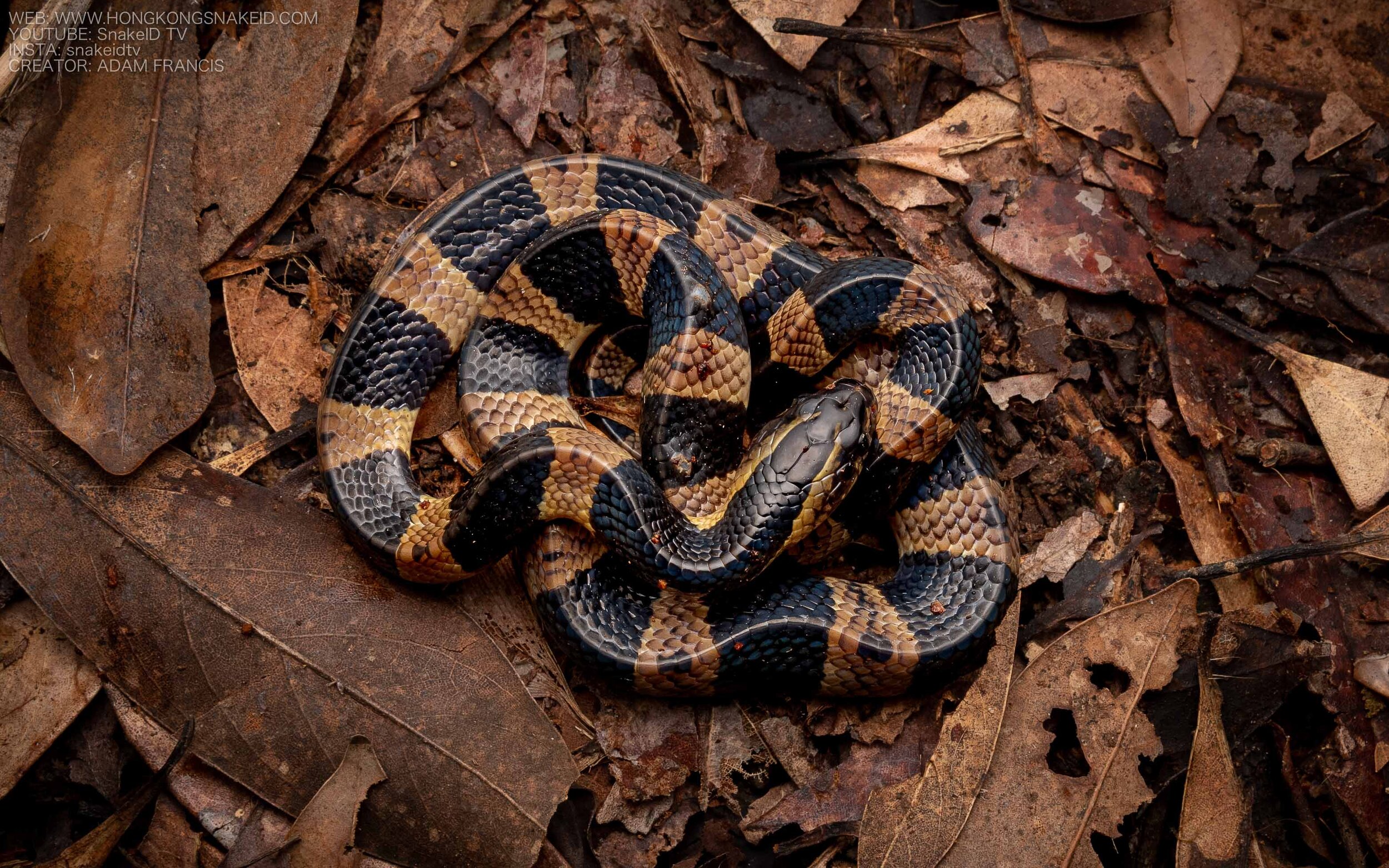 Banded Krait - Bungarus fasciatus