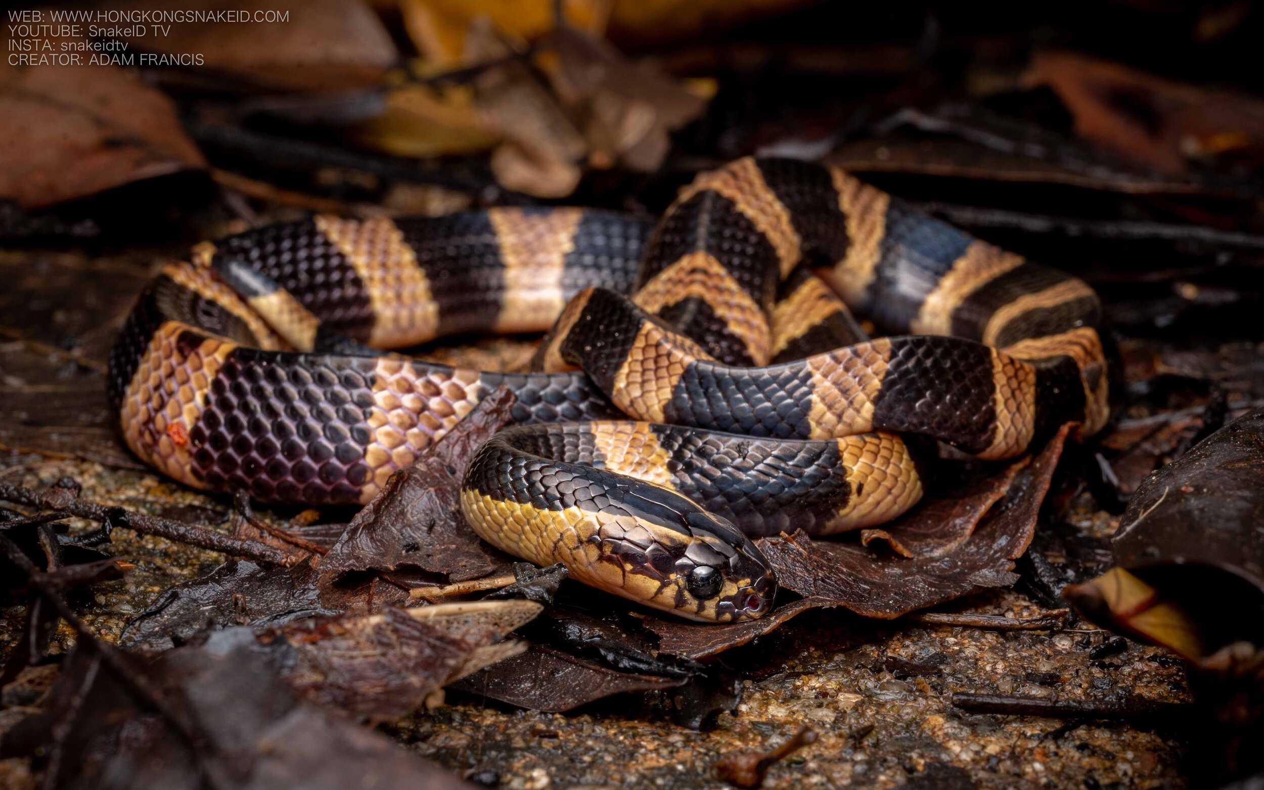 Banded Krait - Bungarus fasciatus