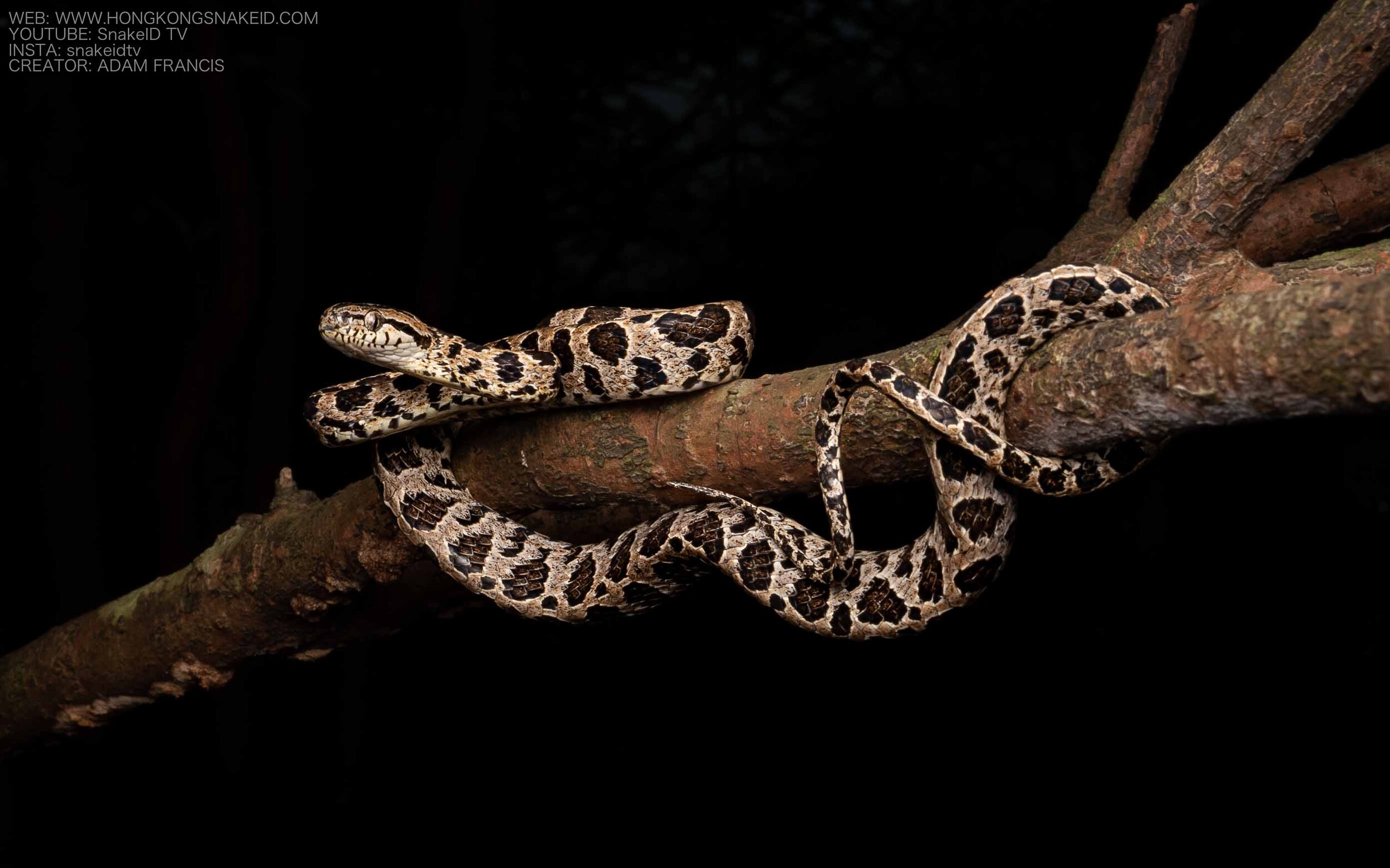 Large Spotted Cat Snake - Boiga multomaculata