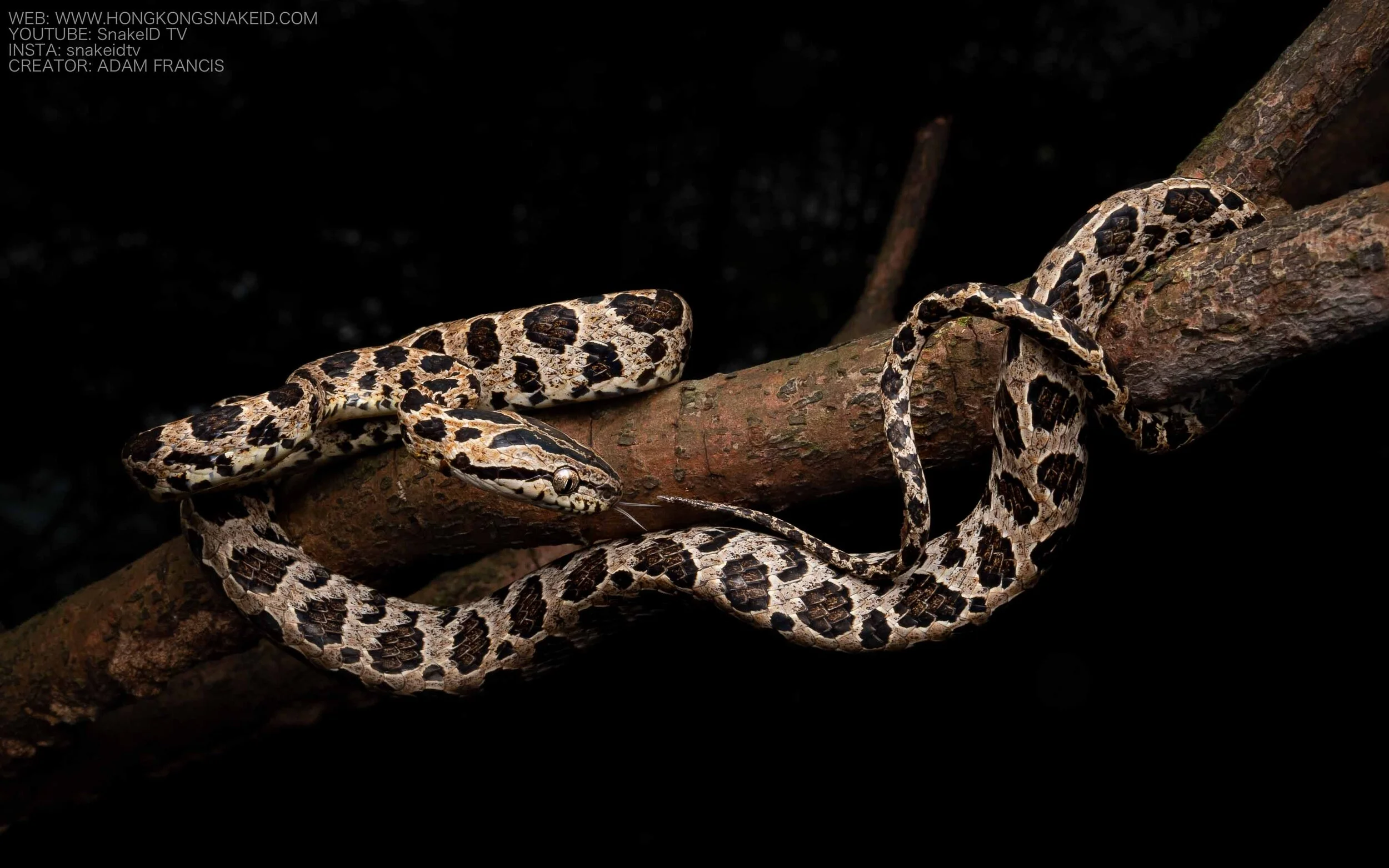 Large Spotted Cat Snake - Boiga multomaculata — HKHERPETOFAUNA.com