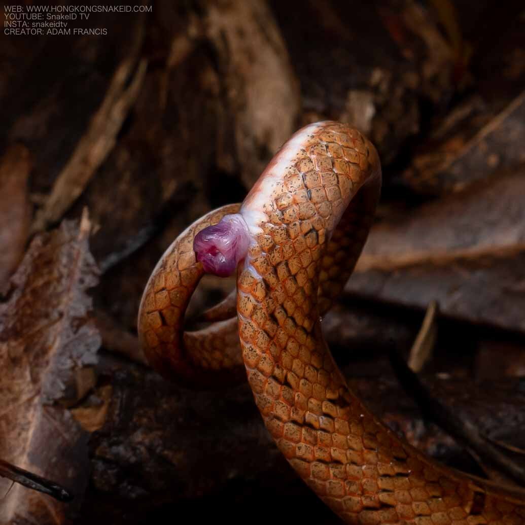 Taiwan Kukri - Oligodon formosanus